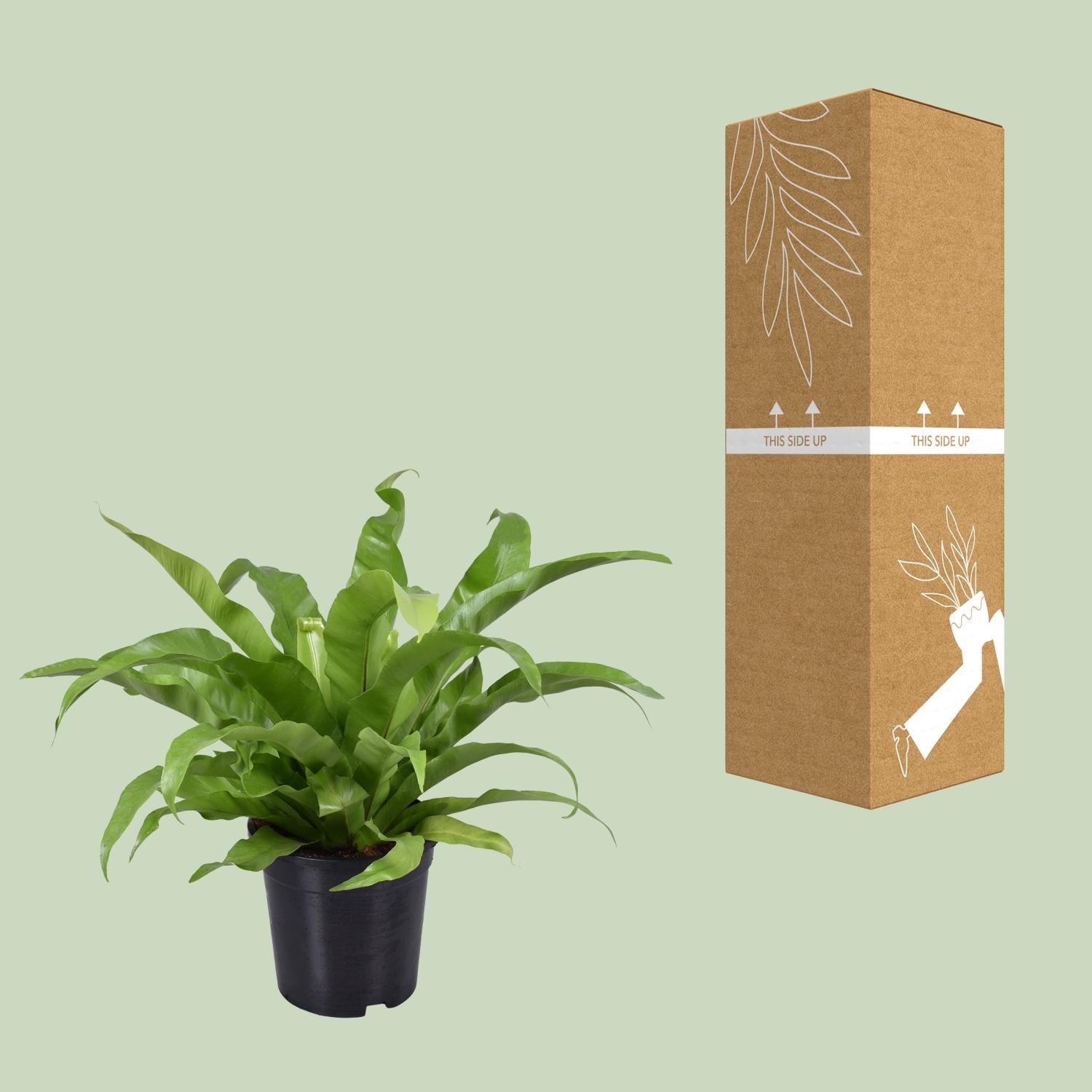 green-guardia-asplenium-antiquum-nestfarn-zimmerpflanze-17cm-topf-45cm image 3