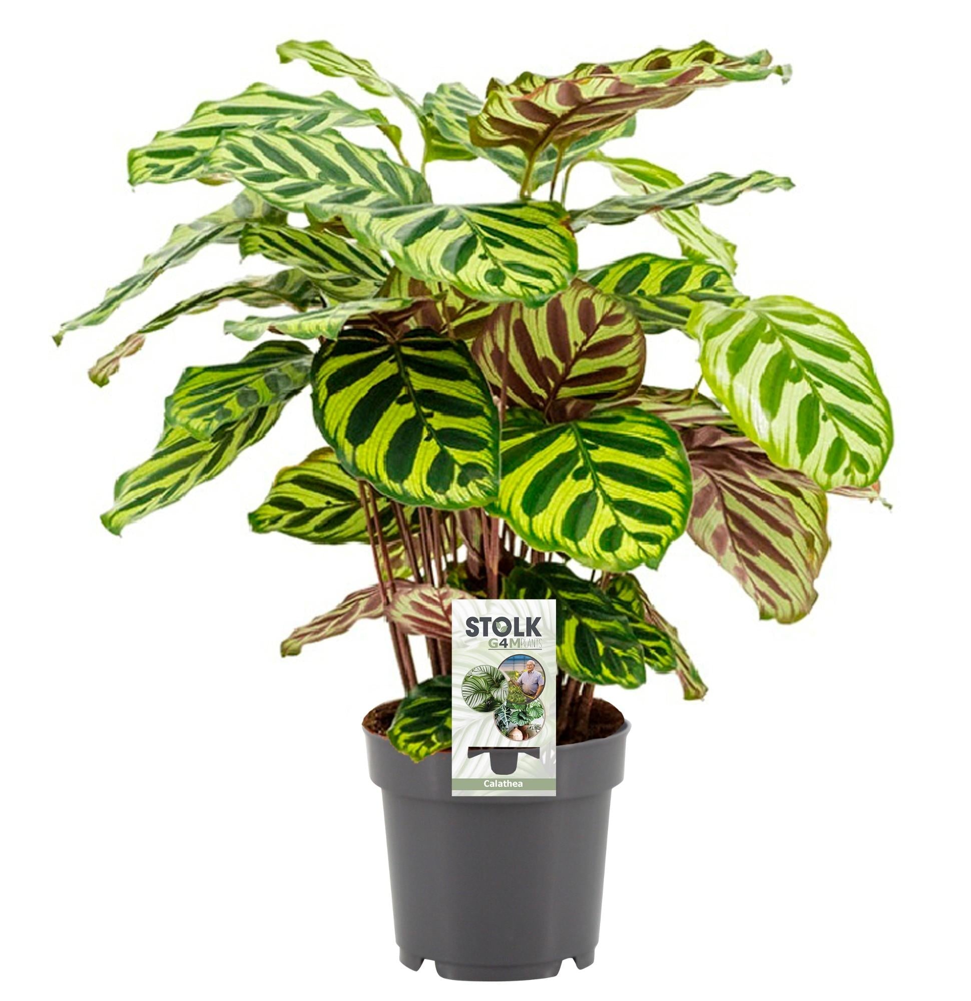 green-guardia-calathea-makoyana-korbmarante-zimmerpflanze-1x-gemustert image 1