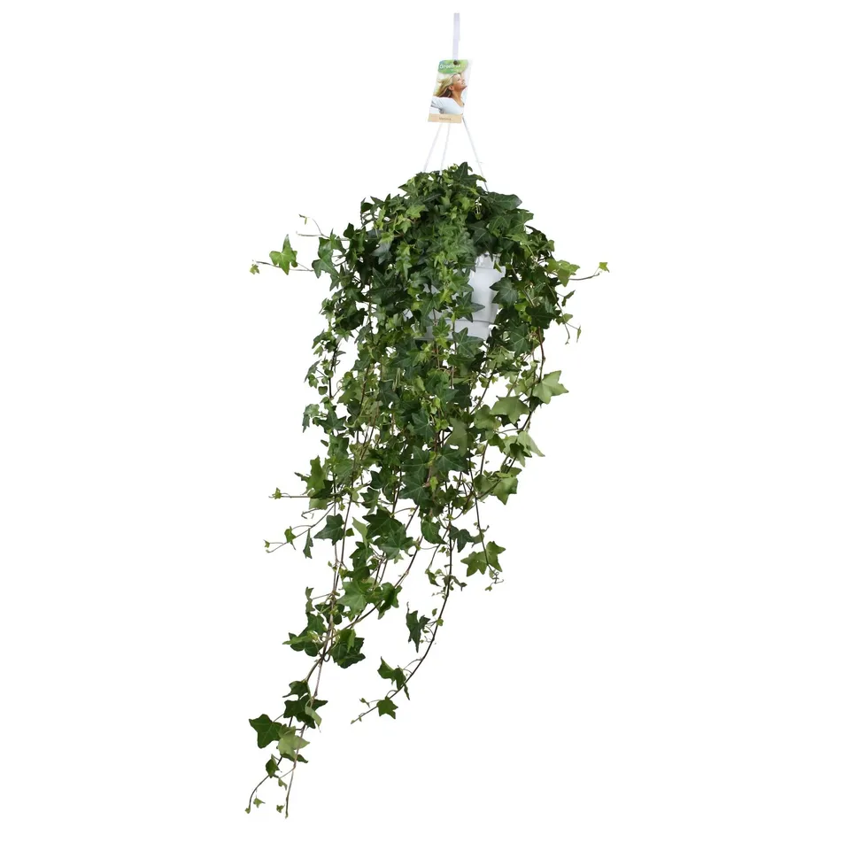 green-guardia-pitsburg-efeu-h-ngepflanze-50-cm image 1