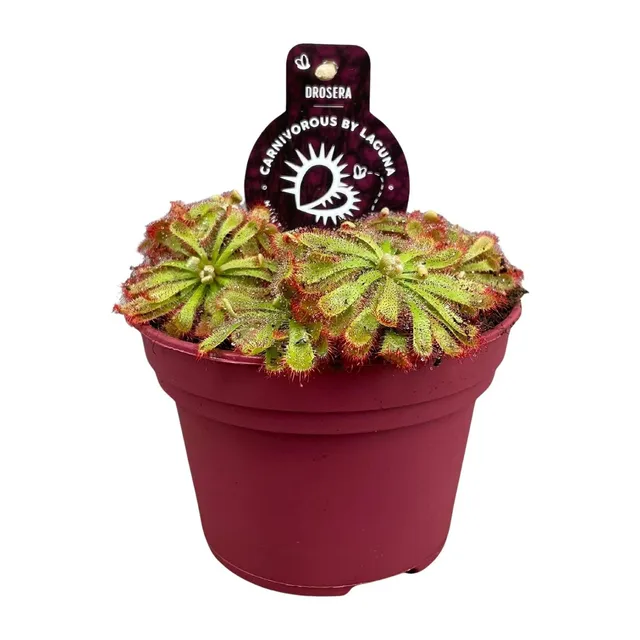 green-guardia-unsere-pflanzen-drosera-sonnentau-pflanze-12cm-topf image 1