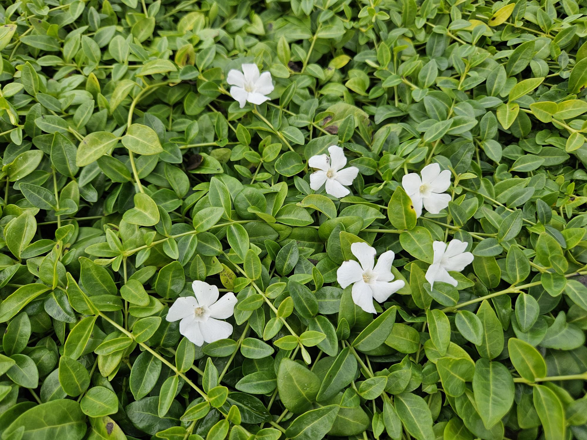 green-guardia-unsere-pflanzen-vinca-minor-gertrude-jekyll-immergr-n-6x-wei image 4