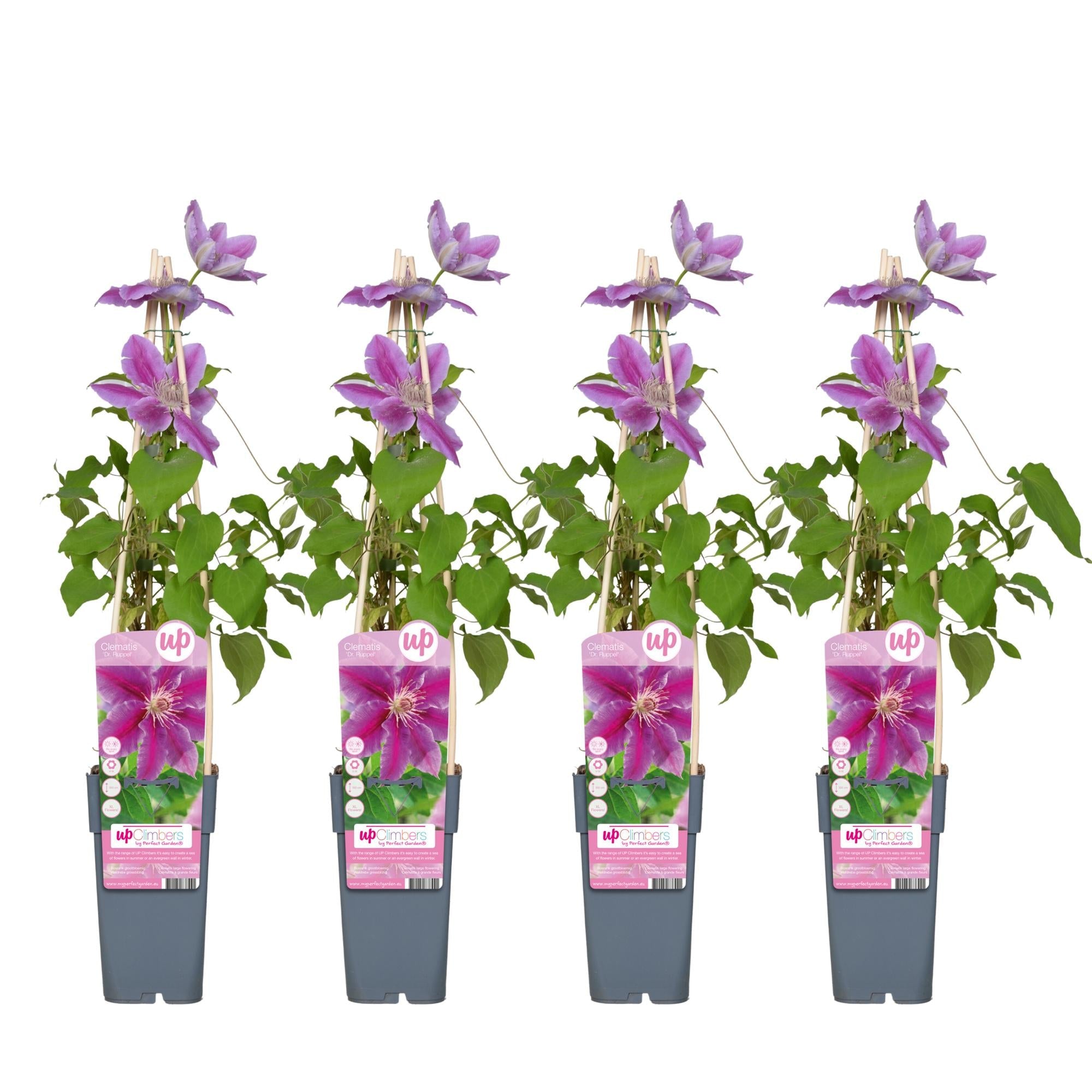 green-guardia-clematis-dr-ruppel-kletterpflanze-15cm-topf-rosa image 3