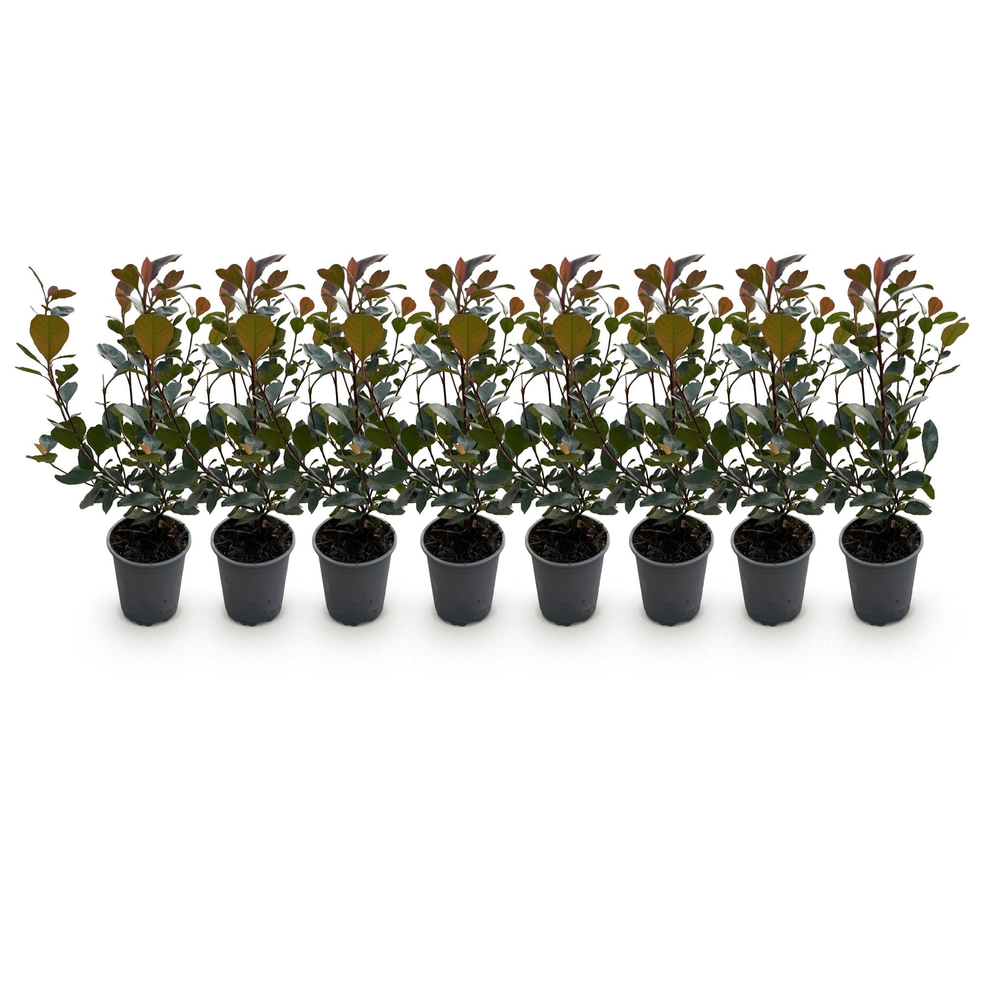 green-guardia-photinia-little-red-robin-glanzmispel-8-pflanzen-rot image 3