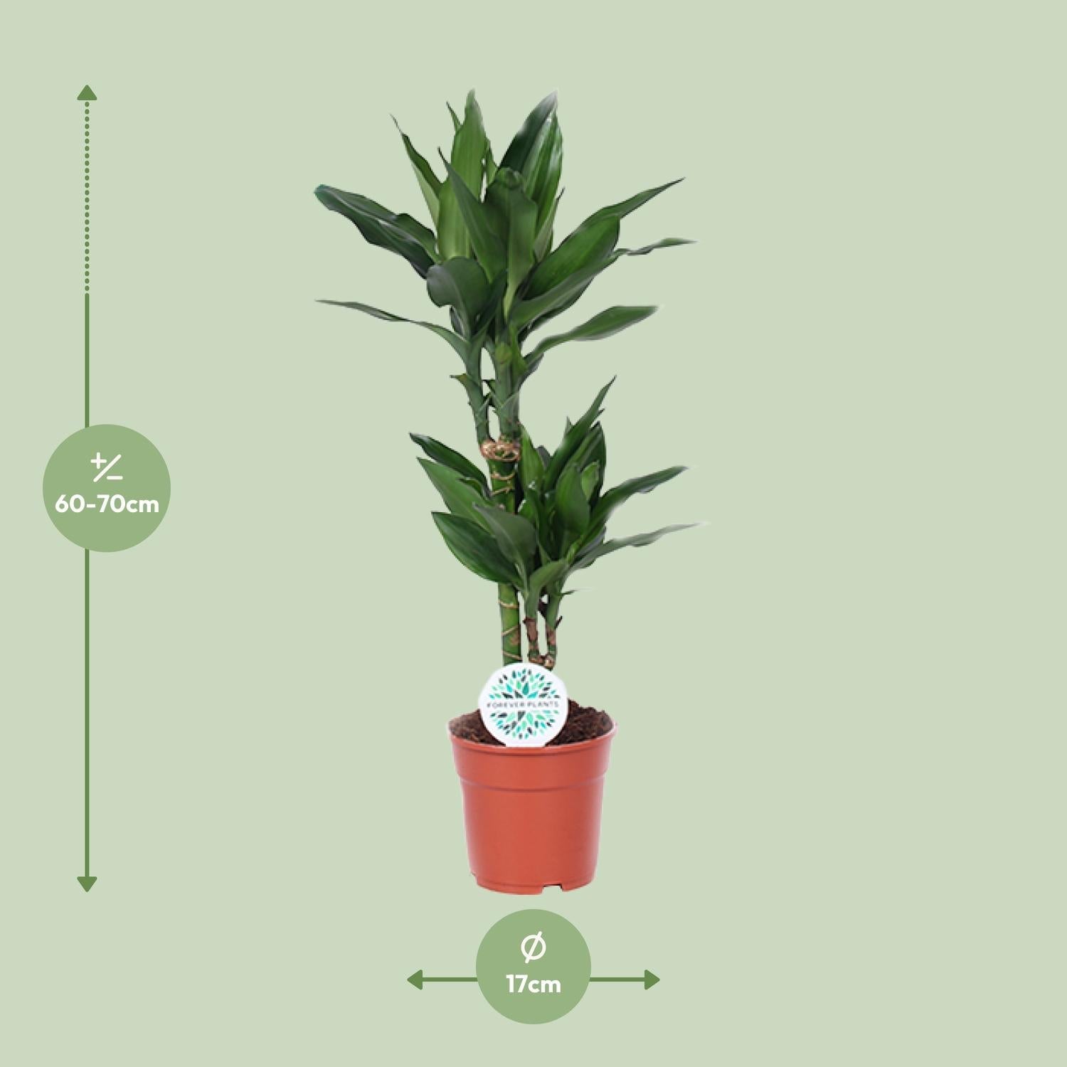 green-guardia-dracaena-janet-lind-drachenbaum-70cm-pflegeleicht image 2