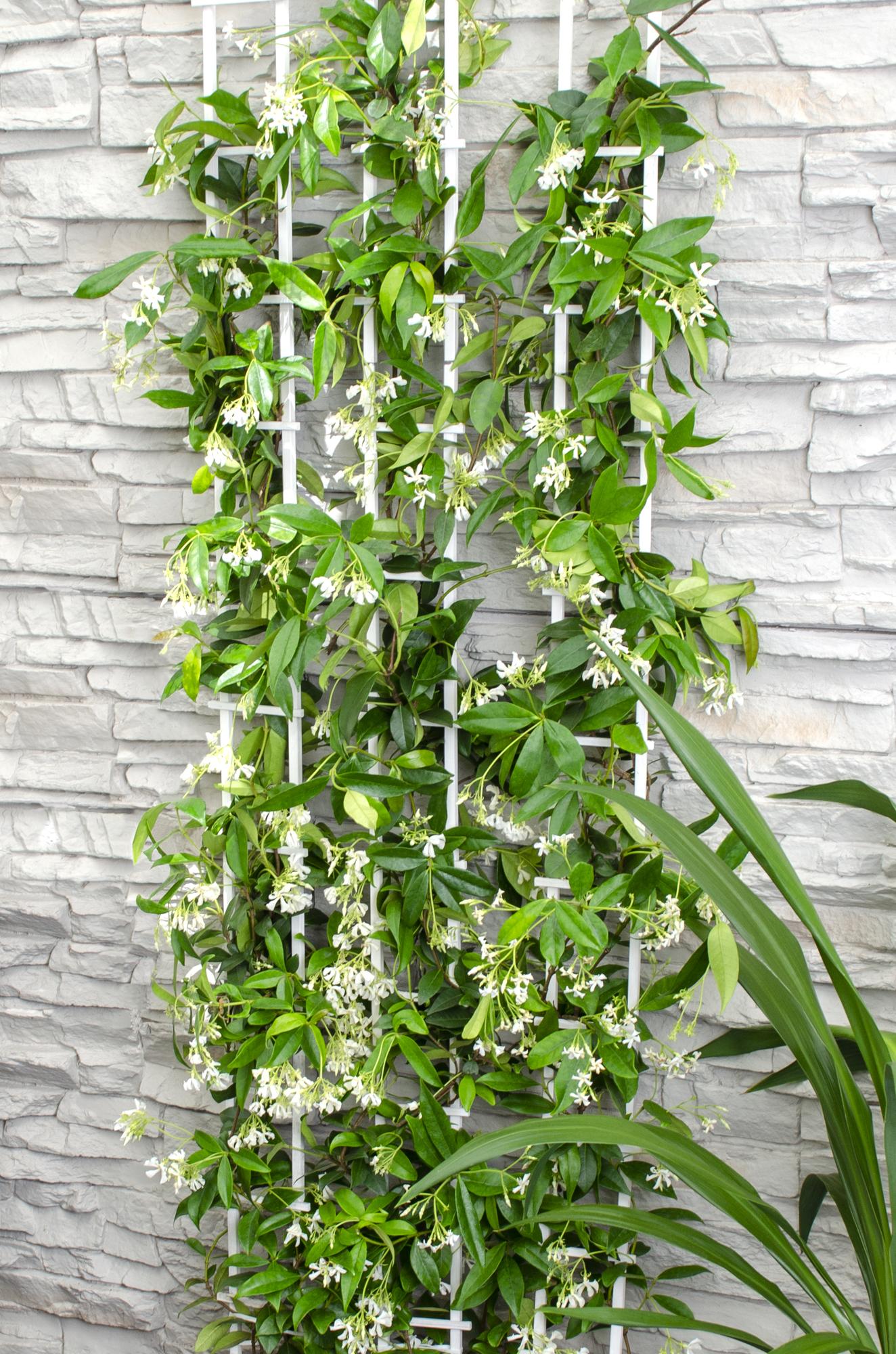 green-guardia-star-of-venice-jasmin-65-cm-15-cm-topf-wei image 5