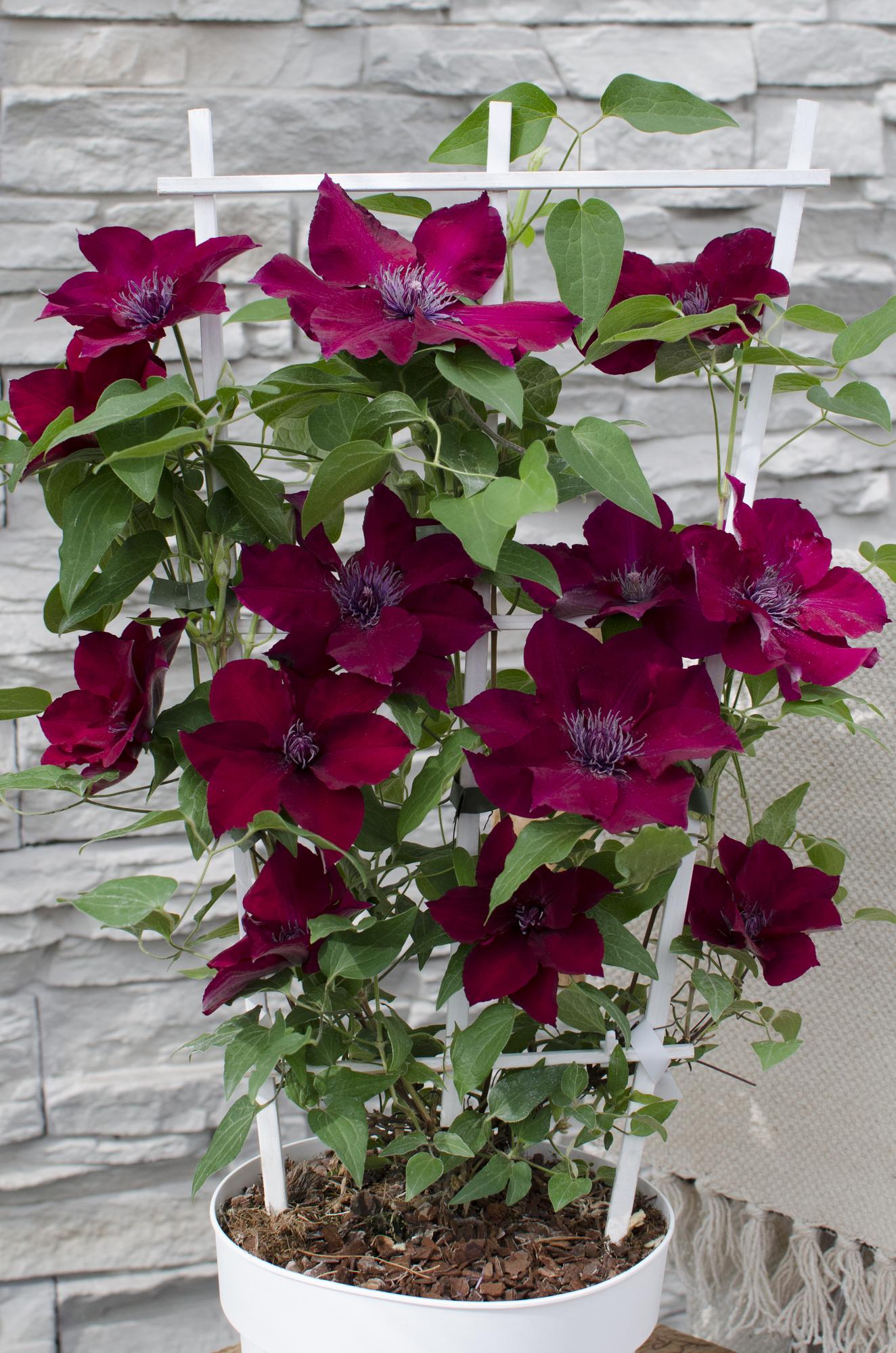 green-guardia-clematis-nubia-kletterpflanze-rot-15-cm-topf image 4