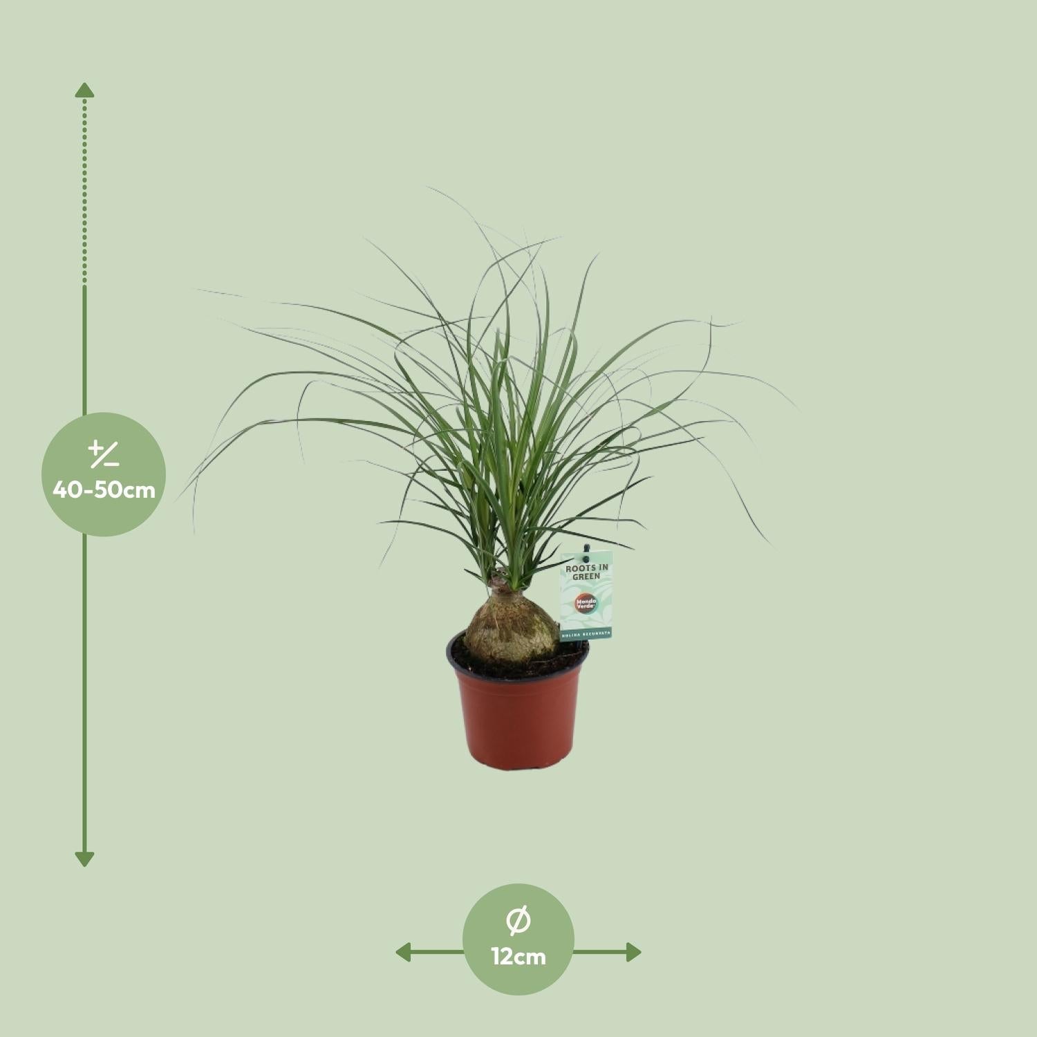 green-guardia-unsere-pflanzen-beaucarnea-elefantenfu-45-cm image 2