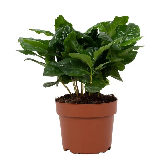green-guardia-coffea-arabica-kaffeepflanze-12-cm-topf-22-30-cm image 1