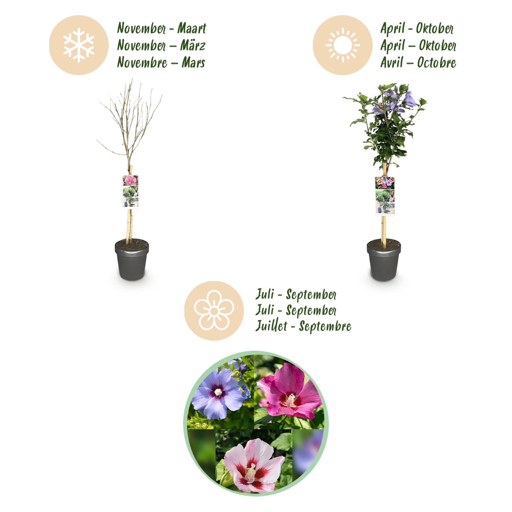 green-guardia-unsere-pflanzen-hibiscus-tricolour-st-mmchen-19cm-90cm image 3