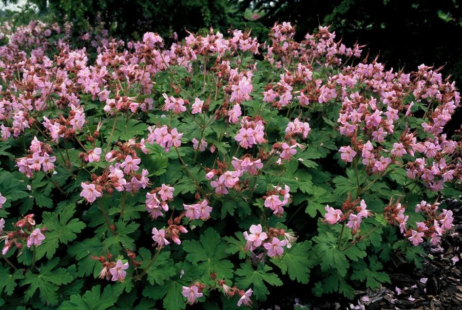 green-guardia-geranium-macrorrhizum-ingwersen-bodendecker-9-cm image 4