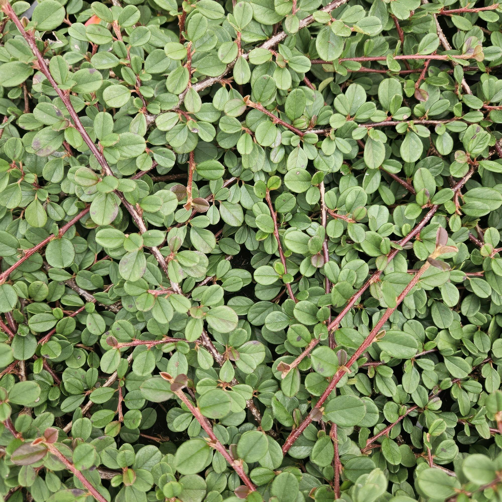 green-guardia-cotoneaster-queen-of-carpets-bodendecker-6-pflanzen image 4