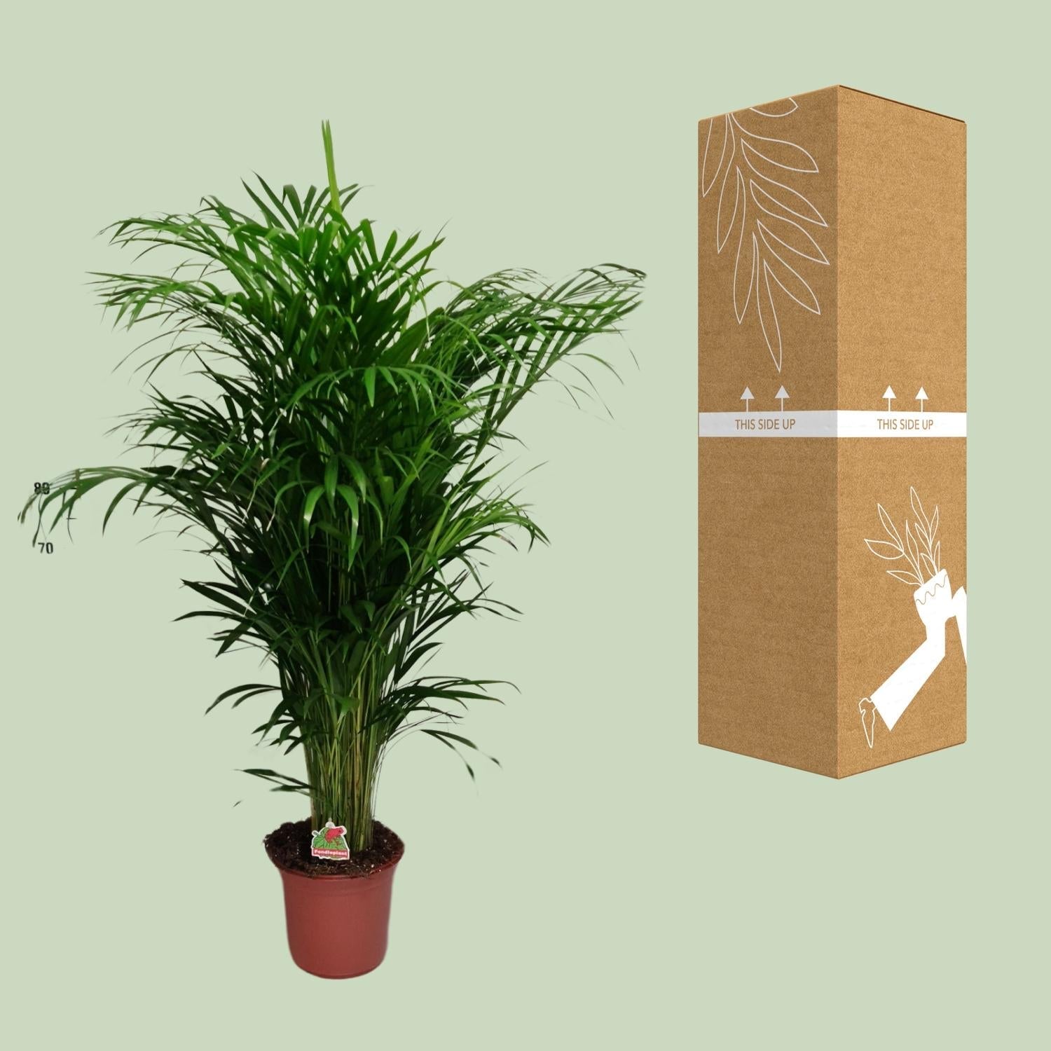 green-guardia-unsere-pflanzen-areca-palme-dypsis-40cm-luftreiniger image 3