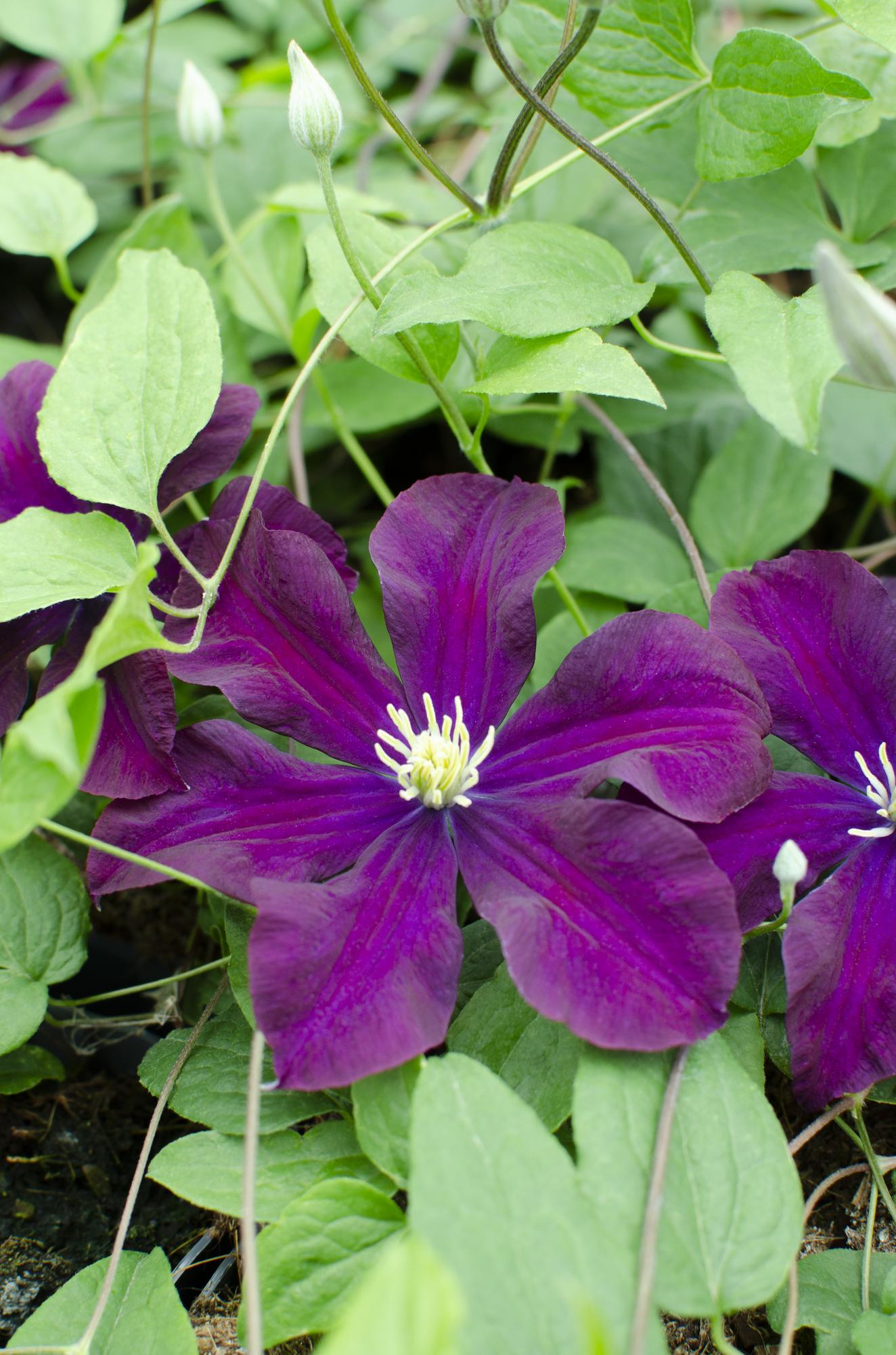 green-guardia-clematis-warszawska-nike-kletterpflanze-3-pflanzen image 1