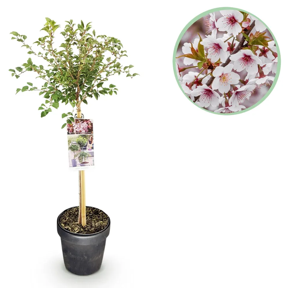 green-guardia-prunus-koujou-no-mai-zierkirsche-90-cm image 1