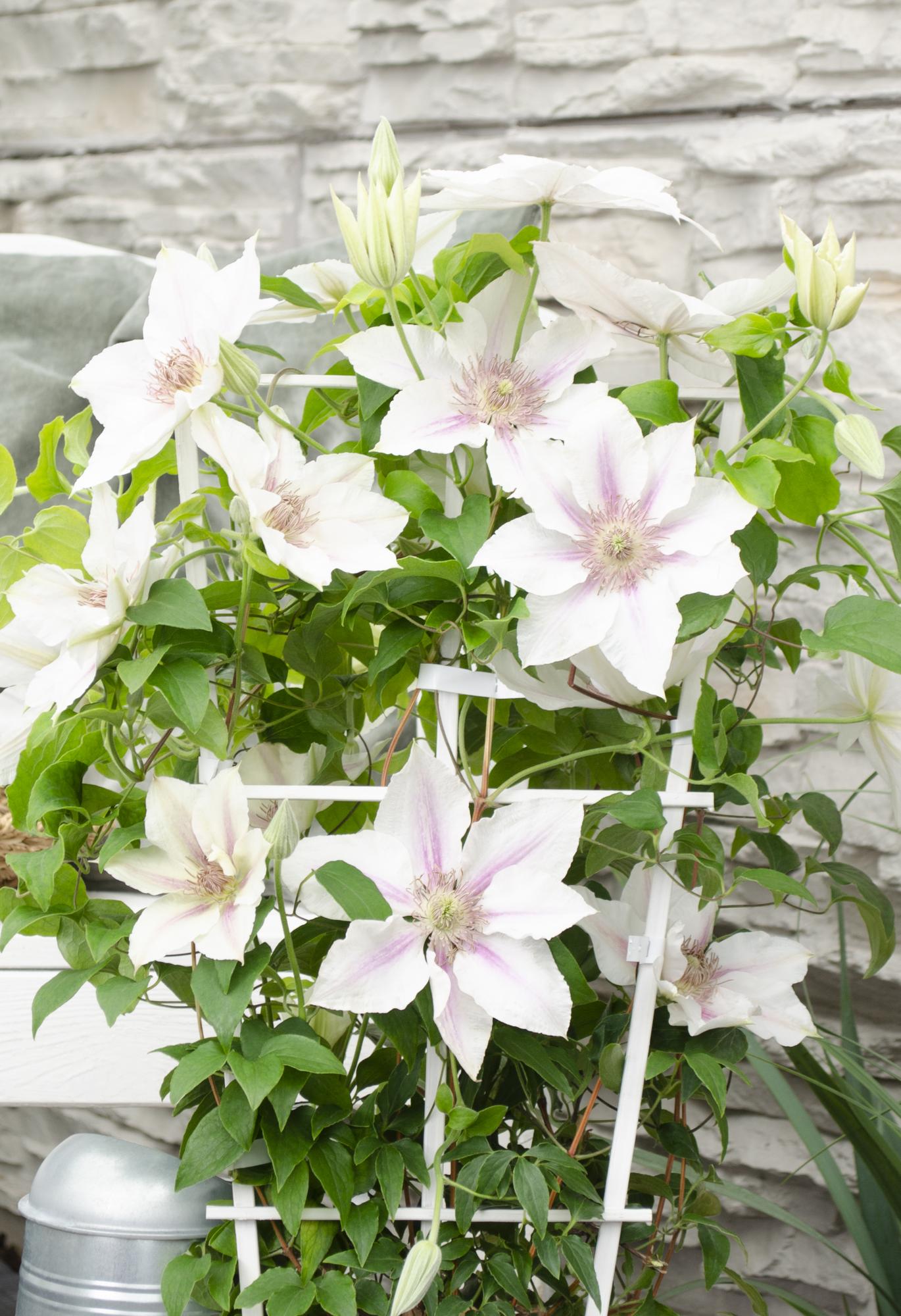 green-guardia-unsere-pflanzen-clematis-corinne-kletterpflanze-wei-65-cm image 3
