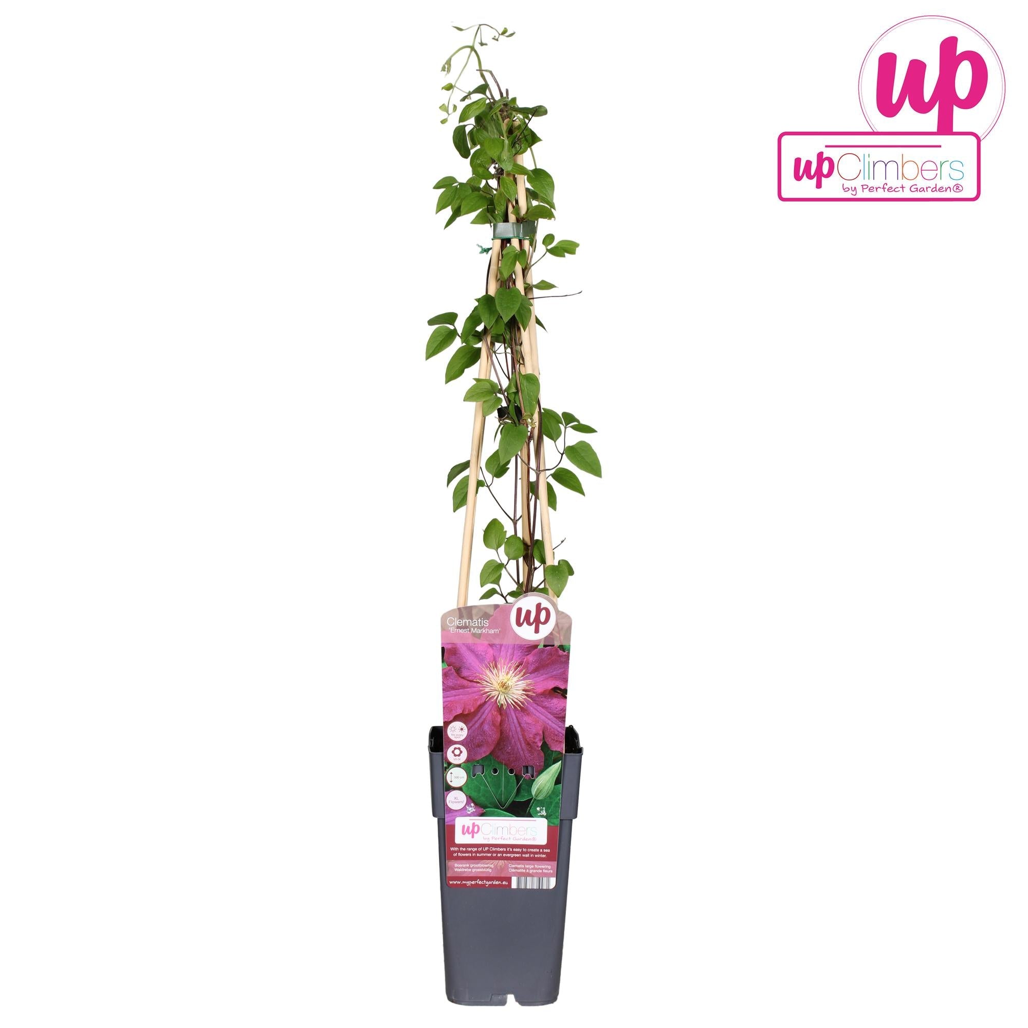 green-guardia-unsere-pflanzen-clematis-ernest-markham-kletterpflanze-65cm image 1