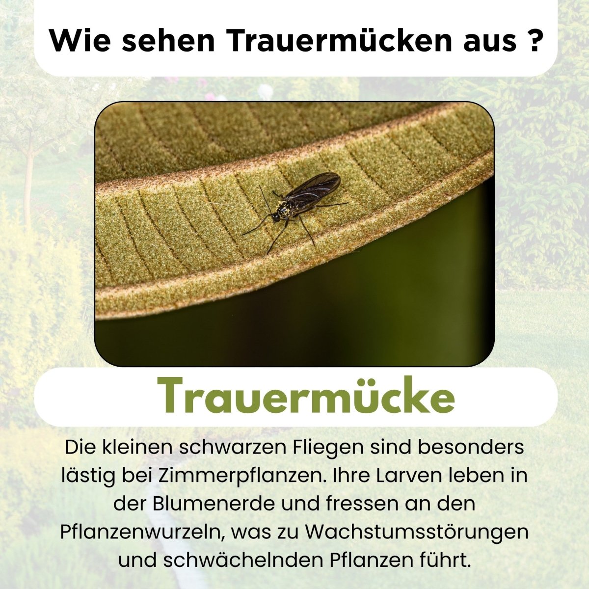 fairyfly-sf-nematoden-trauerm-cken-1-mio-f-r-10-pflanzen image 3