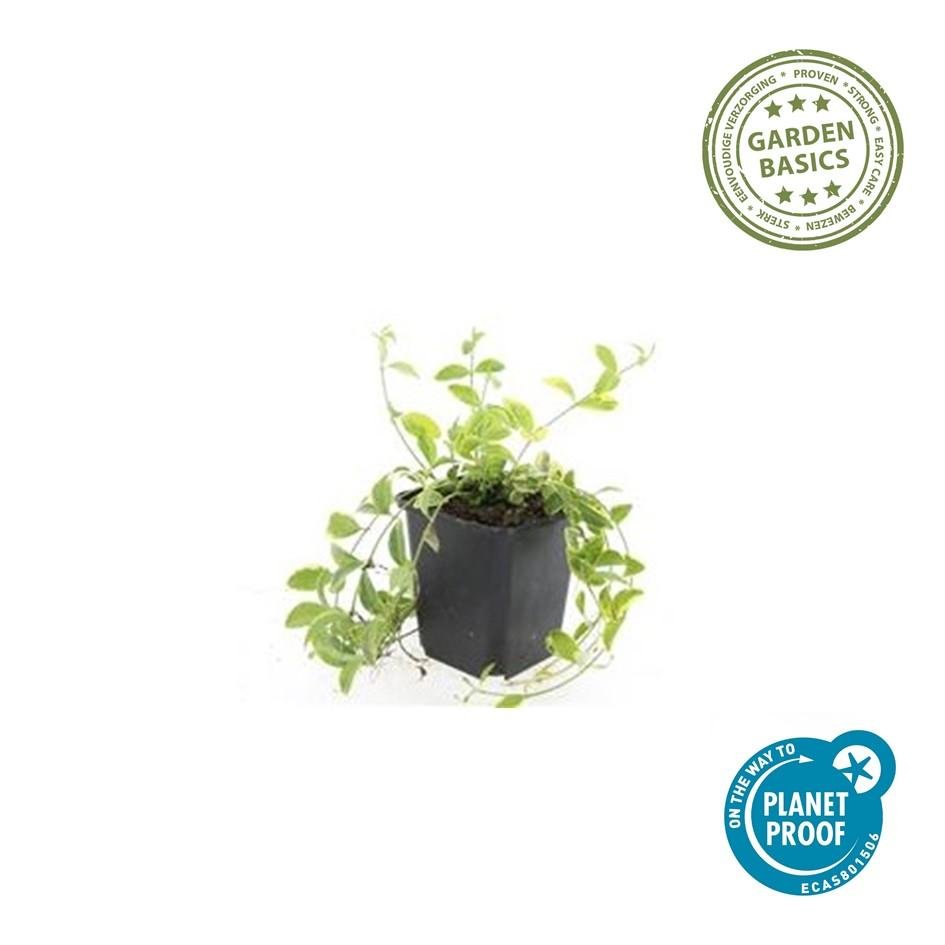 green-guardia-immergr-n-aureovariegata-bodendecker-9-cm-topf image 1