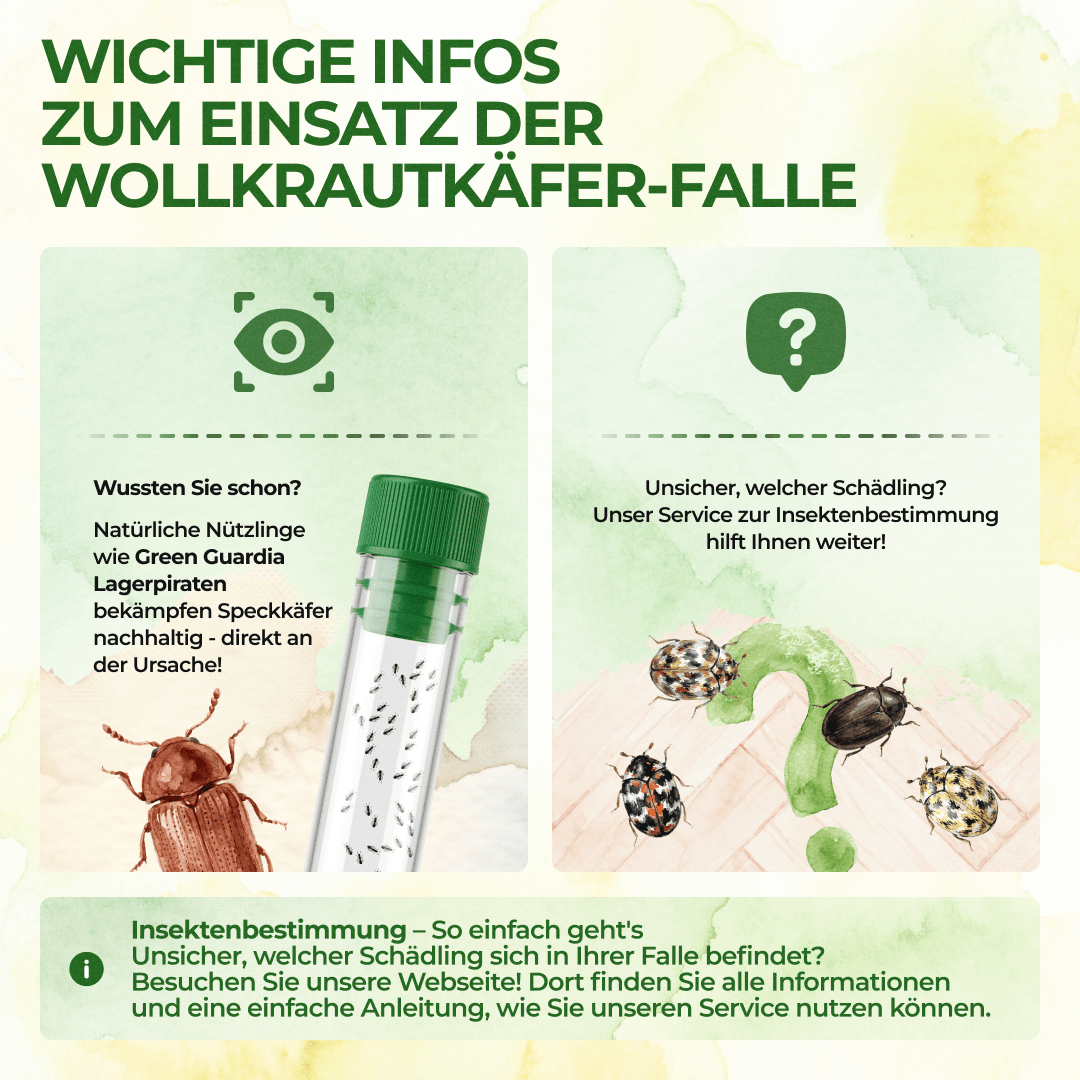 green-guardia-mehrweg-fallen-wollkrautbl-tenk-fer-klebefalle-3x-giftfrei image 5
