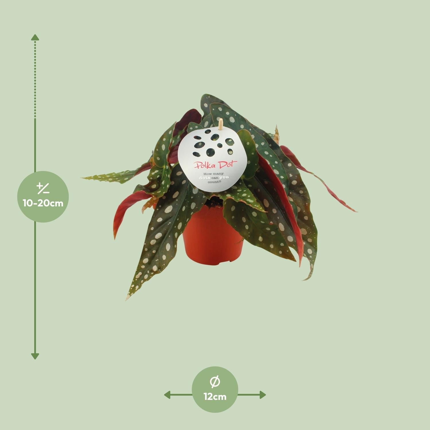 green-guardia-unsere-pflanzen-begonia-maculata-zimmerpflanze-12cm-topf image 2