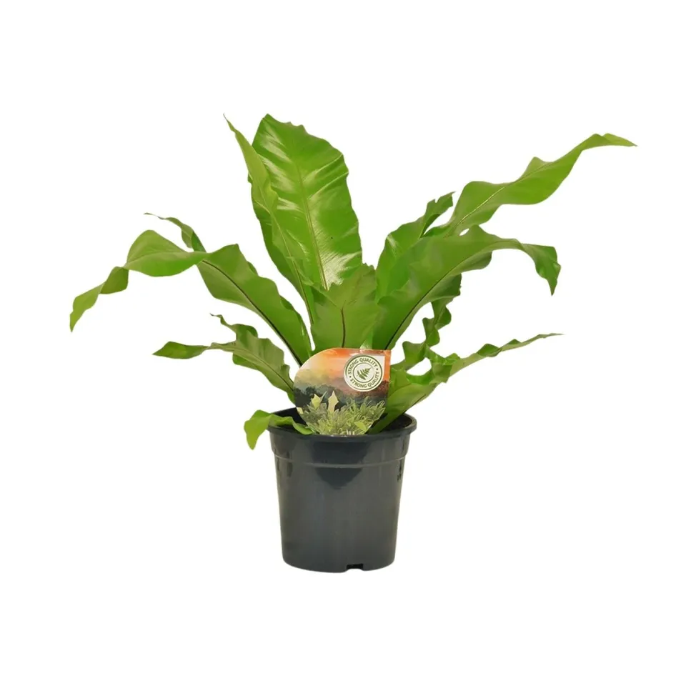 green-guardia-asplenium-nidus-nestfarn-zimmerpflanze-12cm-35cm image 1