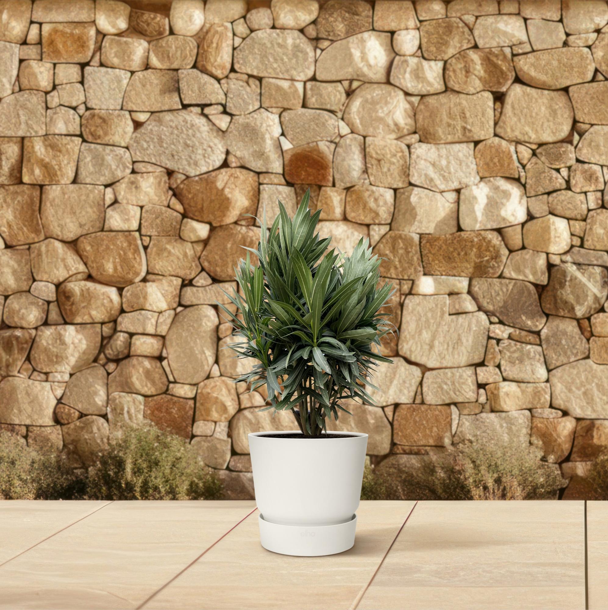 green-guardia-unsere-pflanzen-oleander-nerium-70-cm image 4