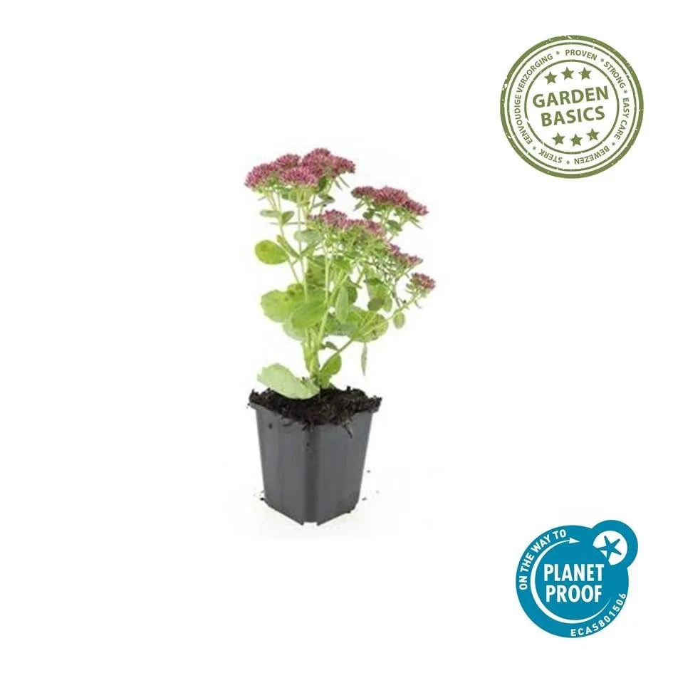 green-guardia-unsere-pflanzen-sedum-herbstfreude-staude-6-pflanzen image 1