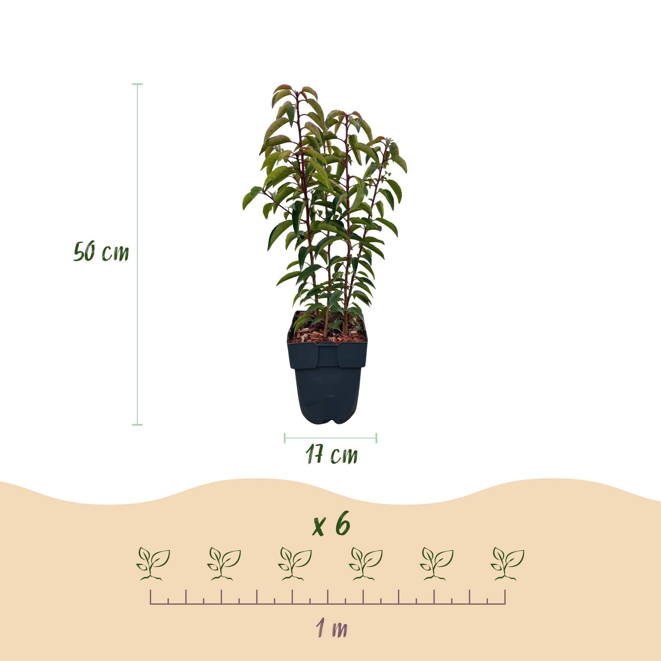 green-guardia-prunus-lusitanica-heckenpflanze-immergr-n image 3