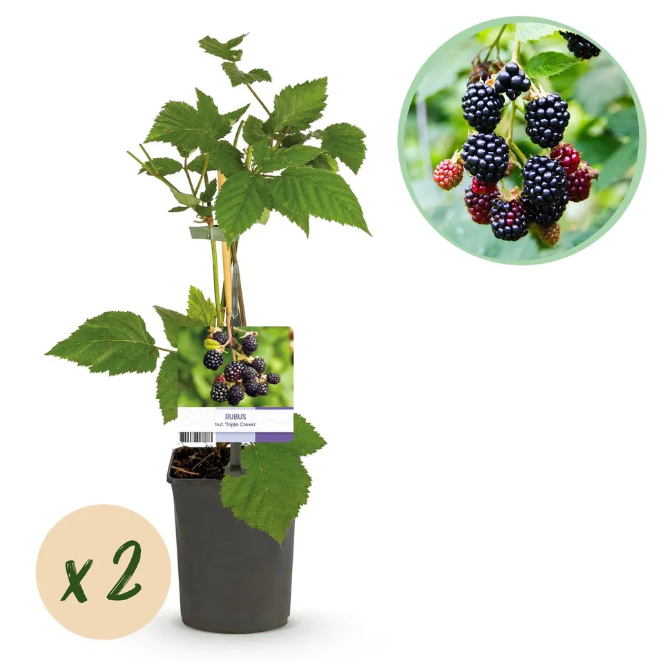 green-guardia-triple-crown-brombeere-dornenlos-2-pflanzen image 1