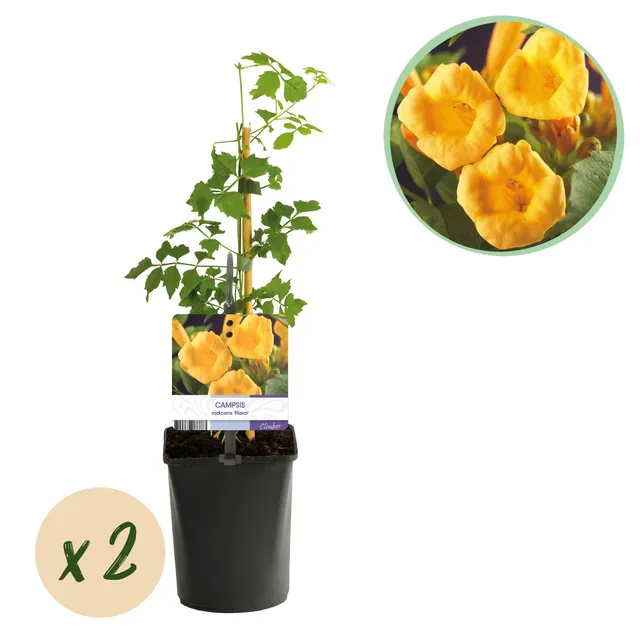 green-guardia-campsis-radicans-flava-trompetenblume-2-st-ck-gelb image 1