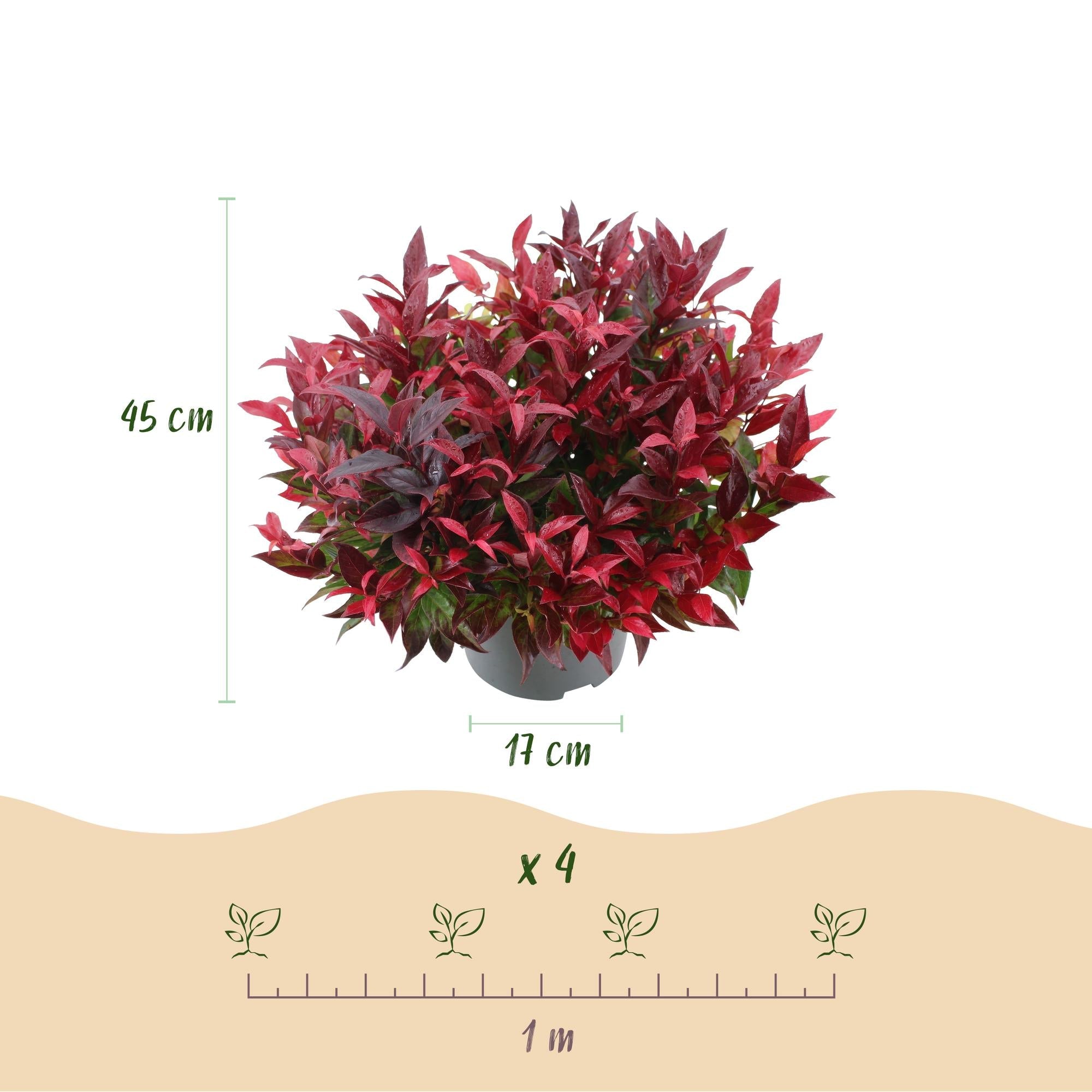 green-guardia-leucothoe-zeblid-zierstrauch-17cm-rot image 2