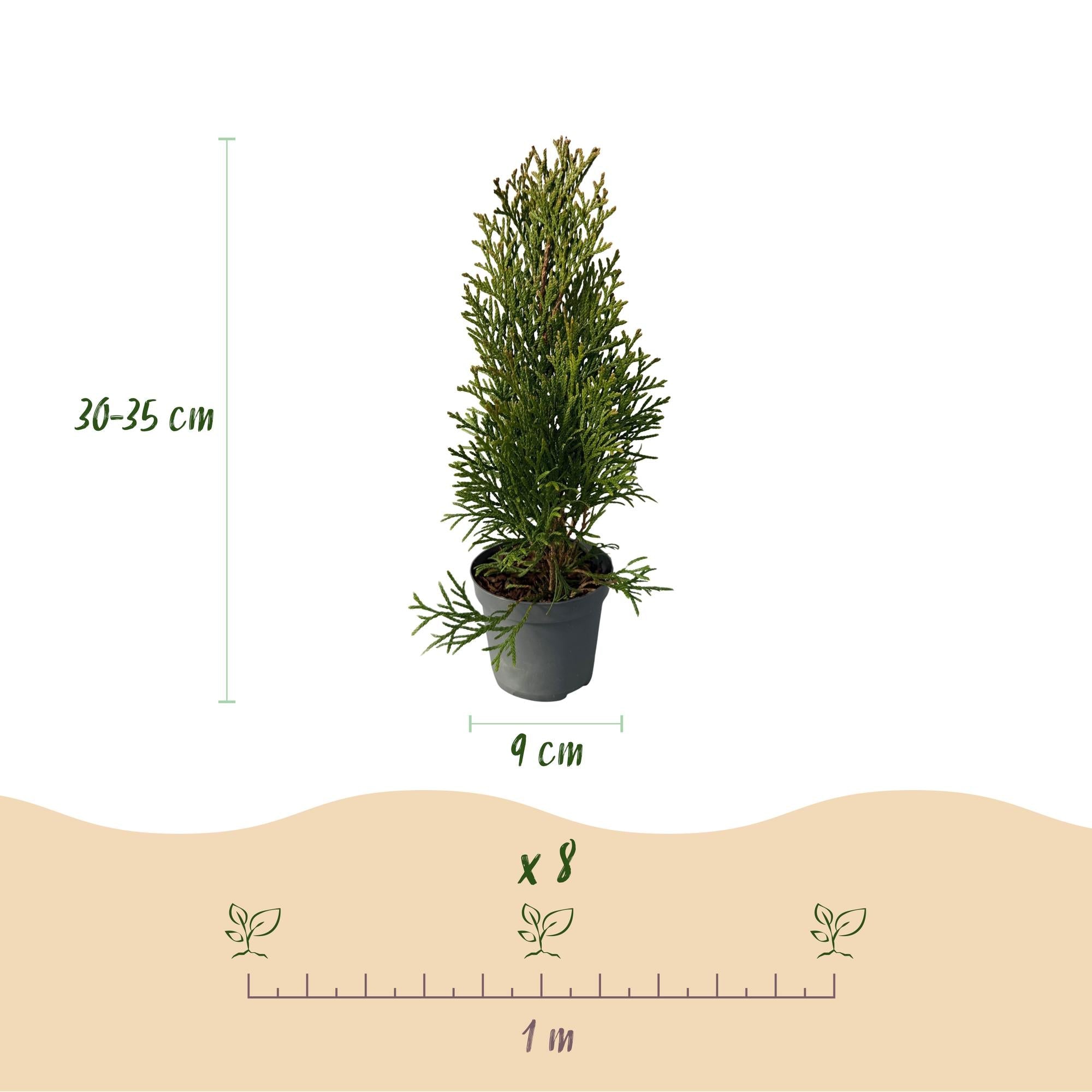 green-guardia-unsere-pflanzen-thuja-smaragd-hecke-8-pflanzen-30-35cm image 2