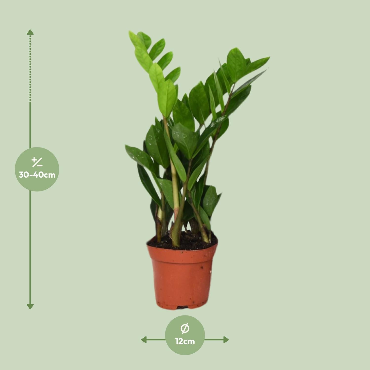 green-guardia-zamioculcas-zamiifolia-gl-cksfeder-40-95cm image 4