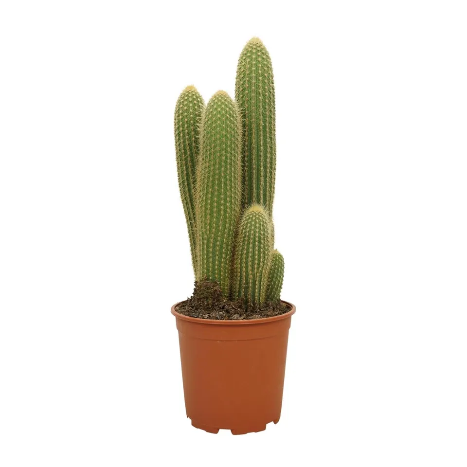 green-guardia-vatricania-guentheri-zimmerpflanze-55-cm image 1