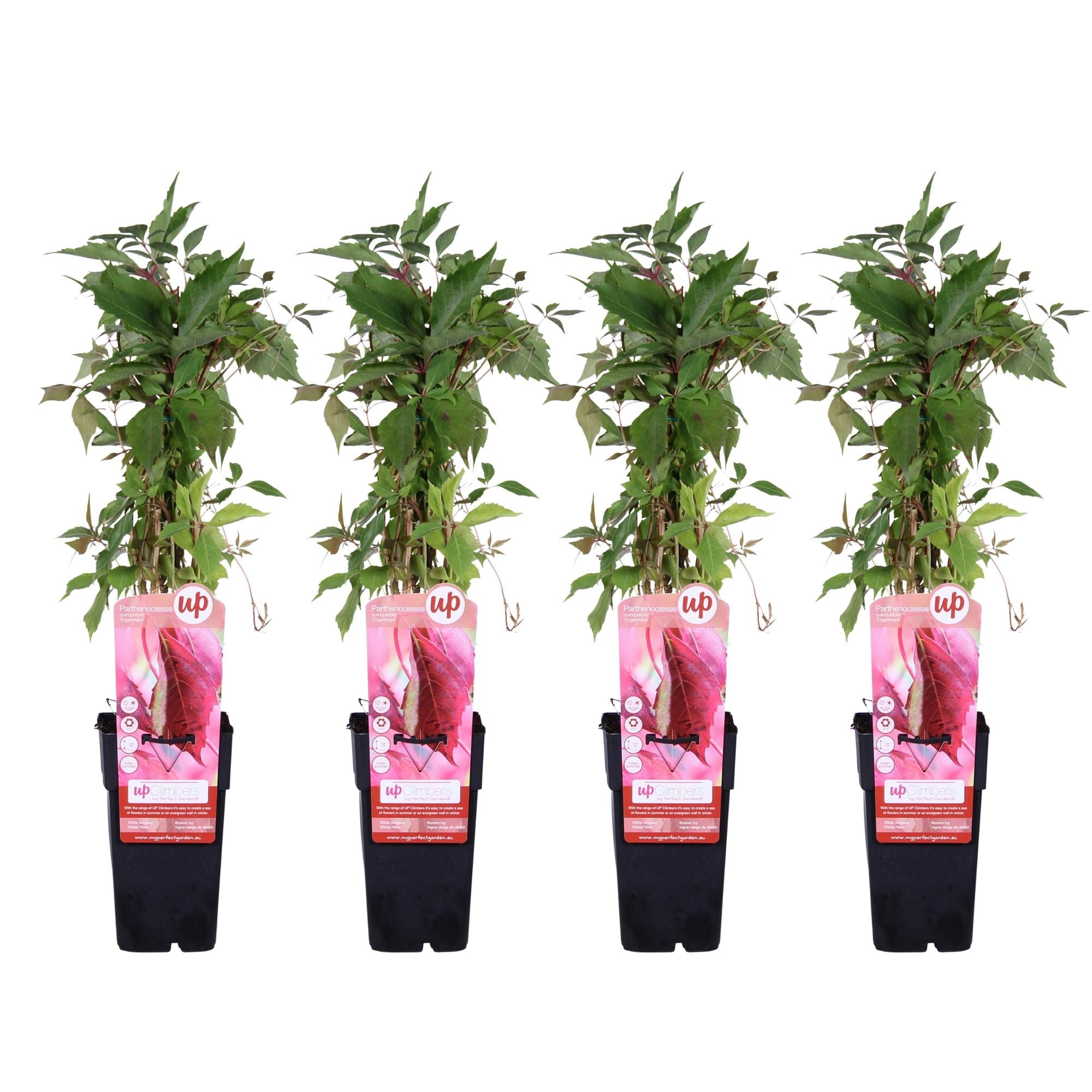 green-guardia-wilder-wein-engelmannii-kletterpflanze-65-cm image 8