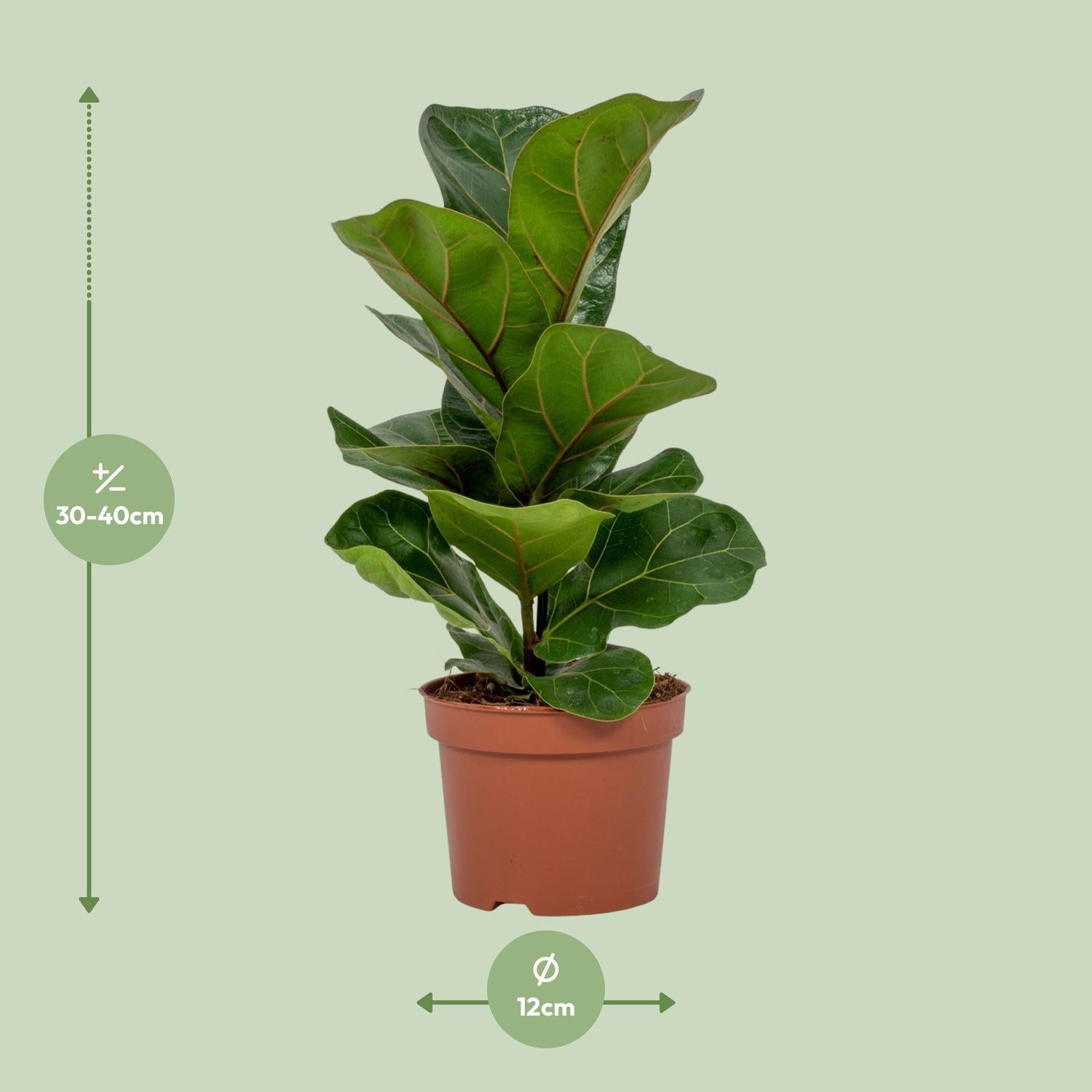 green-guardia-ficus-lyrata-geigenfeige-12cm-30cm image 4