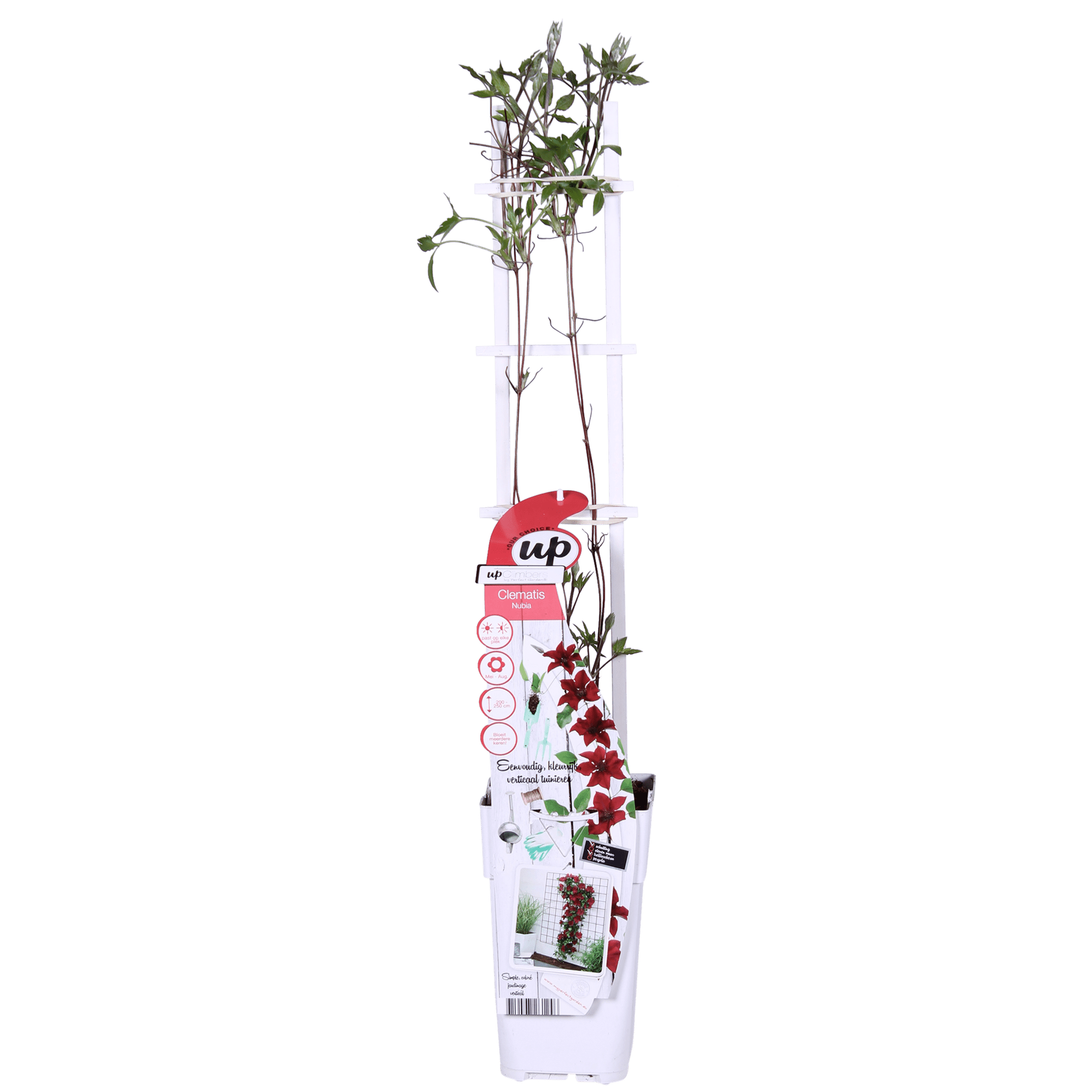 green-guardia-clematis-nubia-kletterpflanze-rot-15-cm-topf image 5