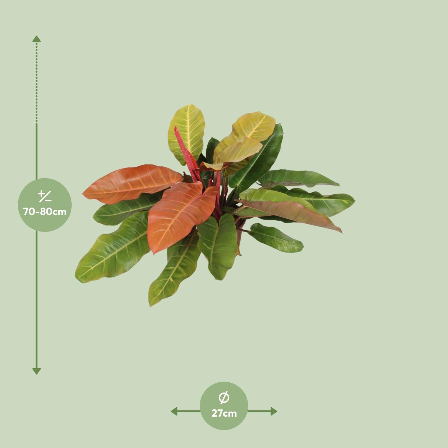 green-guardia-philodendron-prince-of-orange-60-cm-19-cm image 3