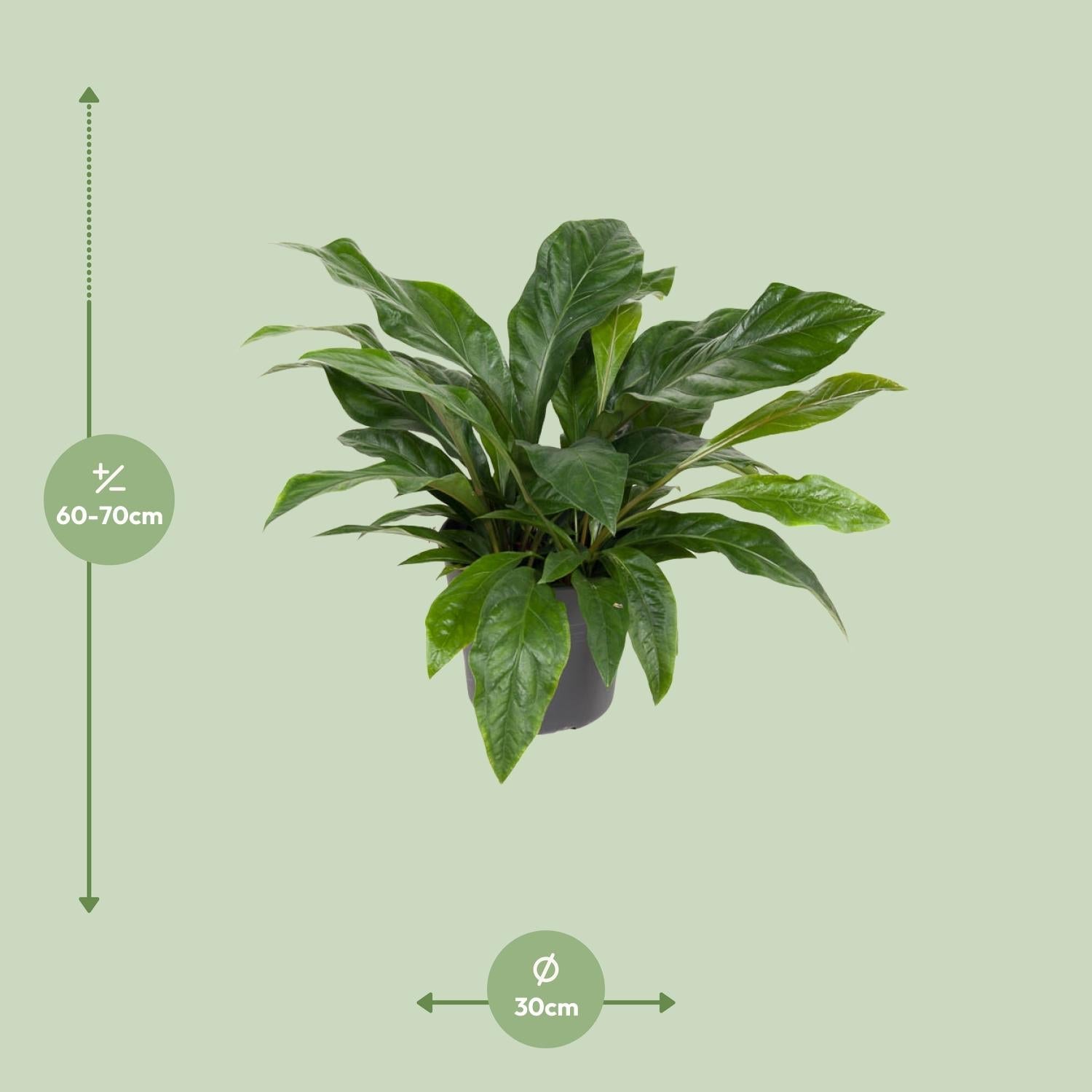 green-guardia-anthurium-jungle-bush-flamingoblume-70cm-30cm-topf image 2