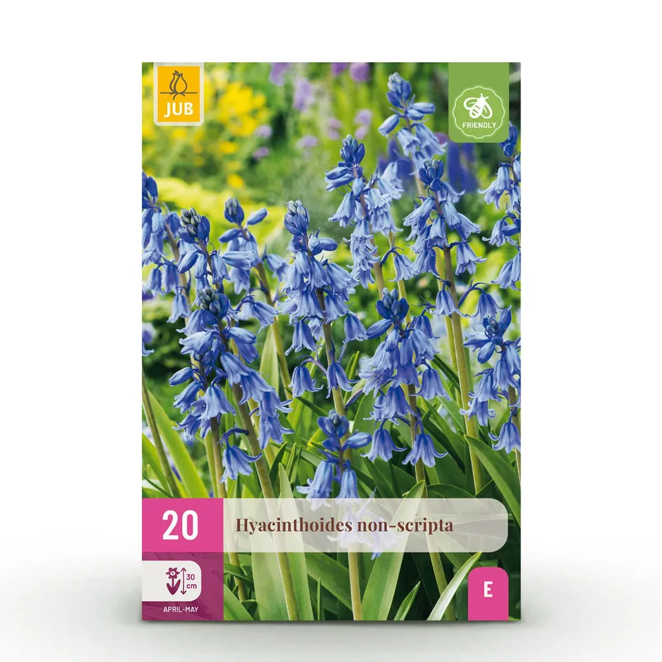 green-guardia-hyacinthoides-non-scripta-blumenzwiebeln-blau-20-st-ck image 1