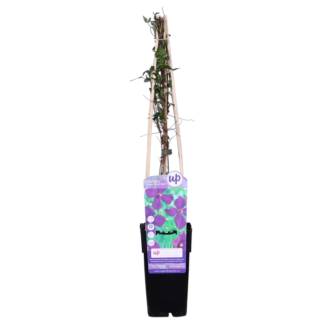green-guardia-clematis-polish-spirit-pflanze-15cm-topf-violett image 1