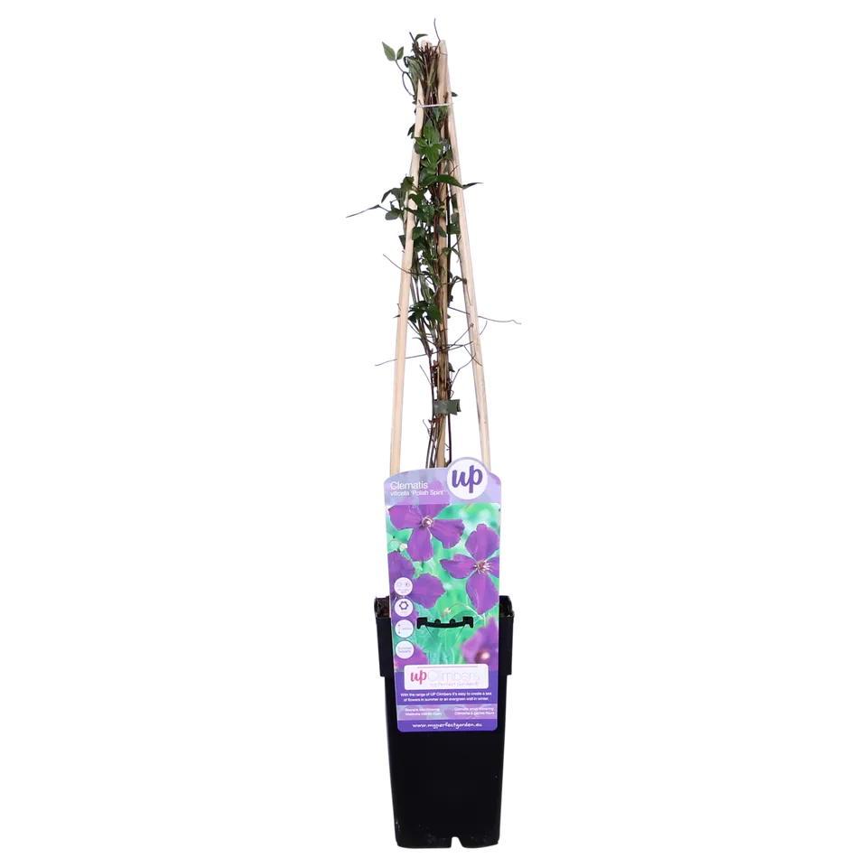 green-guardia-clematis-polish-spirit-pflanze-15cm-topf-violett image 1