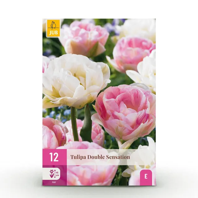green-guardia-unsere-pflanzen-double-sensation-tulpe-12-zwiebeln image 1