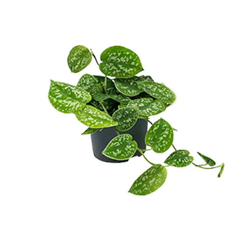 green-guardia-scindapsus-pictus-argyraeus-zimmerpflanze-25-cm-gefleckt image 1