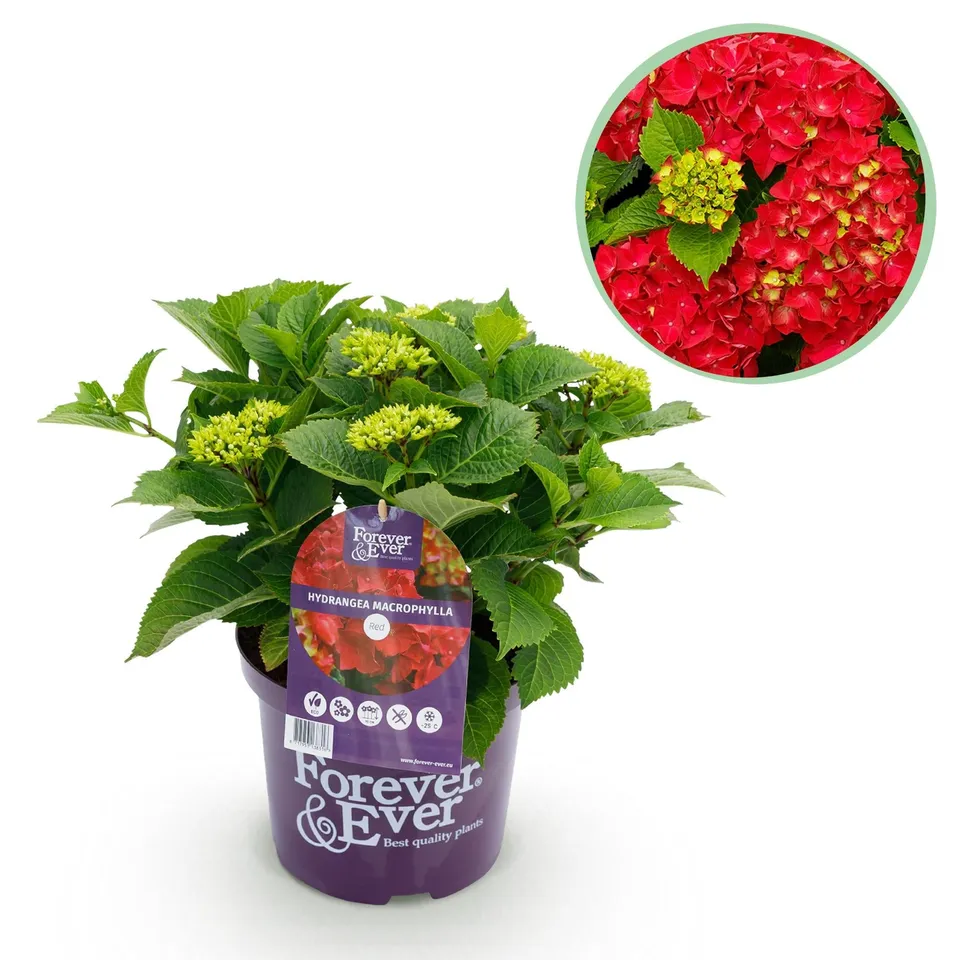 green-guardia-forever-ever-rote-hortensie-balkonpflanze-23cm image 1