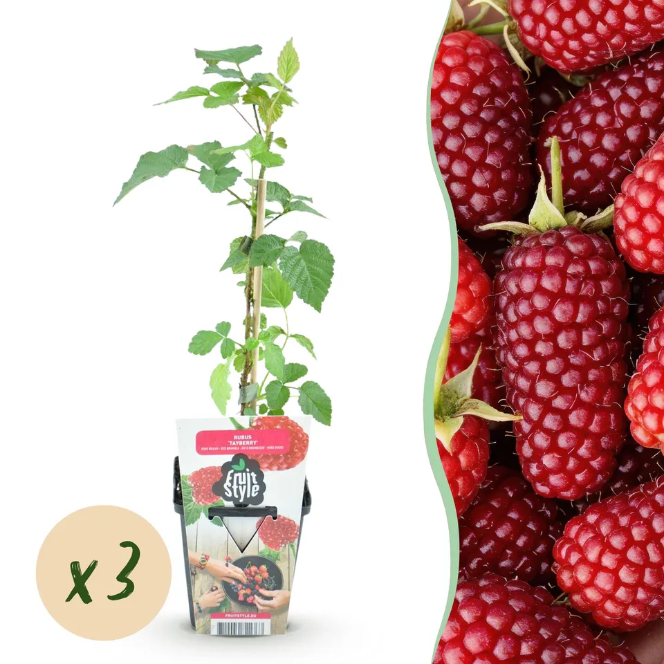 green-guardia-unsere-pflanzen-rubus-tayberry-beerenpflanze-9cm-topf image 1