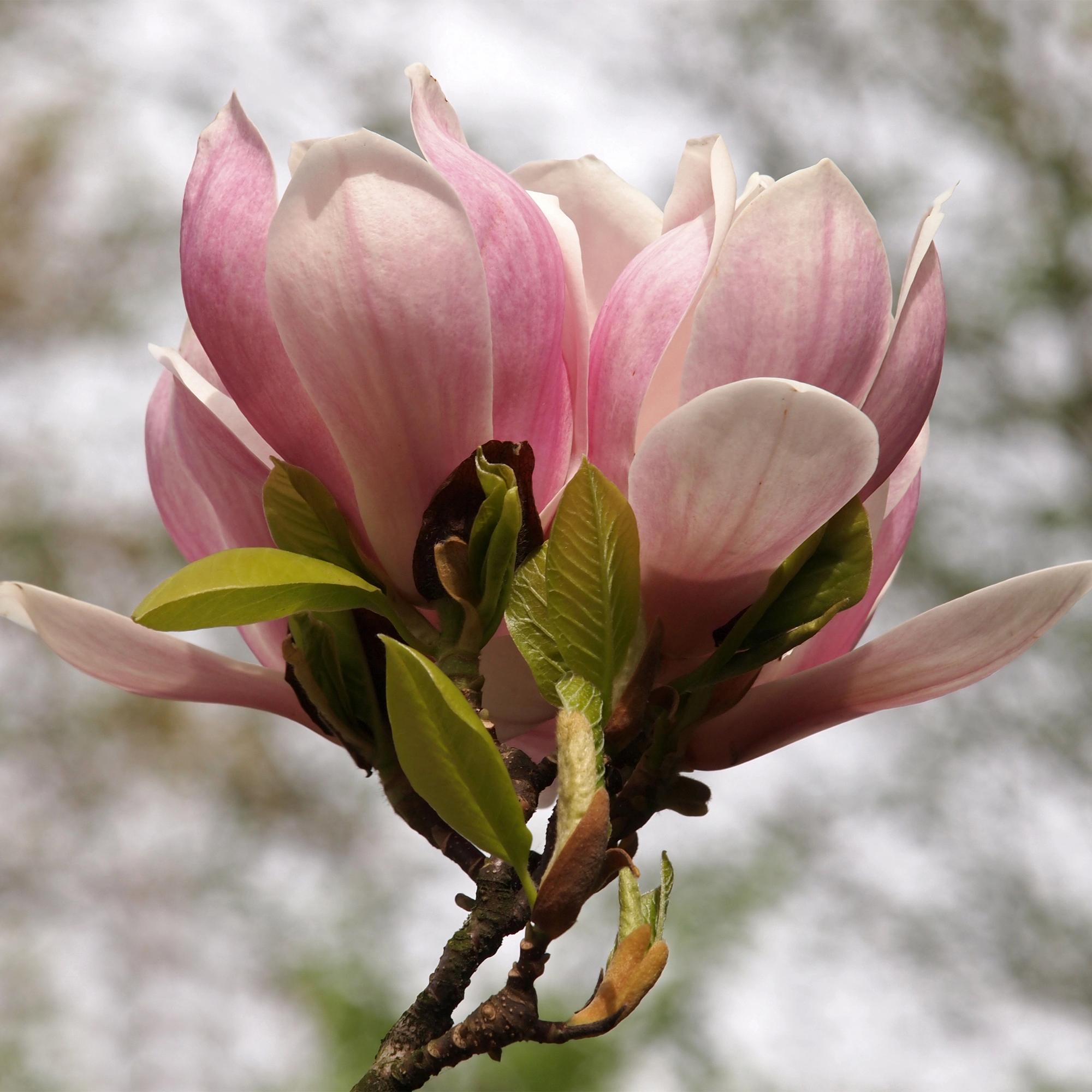 green-guardia-magnolia-soulangiana-hellrosa-17cm-topf image 3