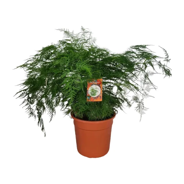 green-guardia-asparagus-setaceus-spargelfarn-30cm-pflegeleicht image 1