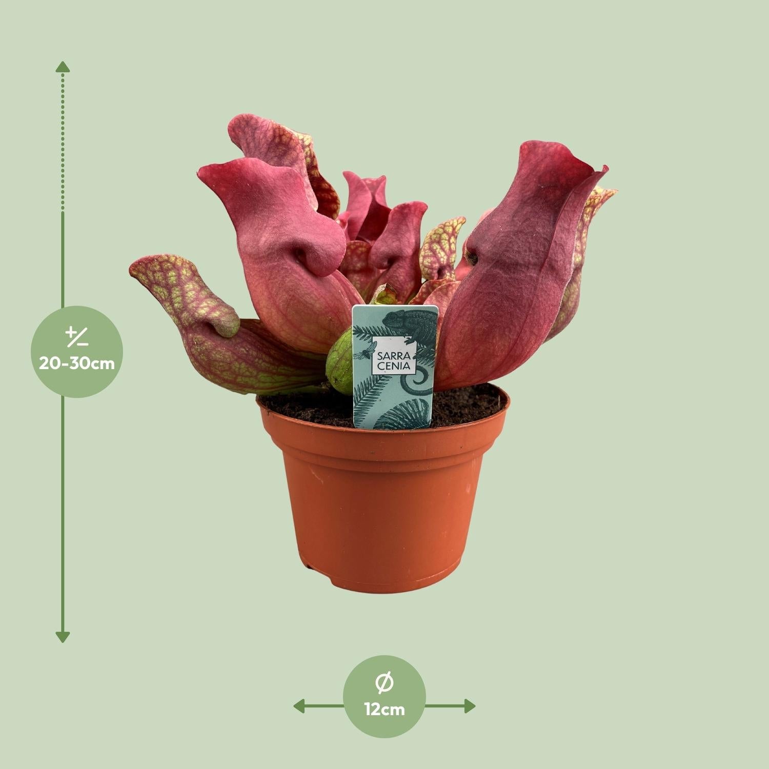 green-guardia-sarracenia-psittacina-schlauchpflanze-12cm-fleischfressend image 6
