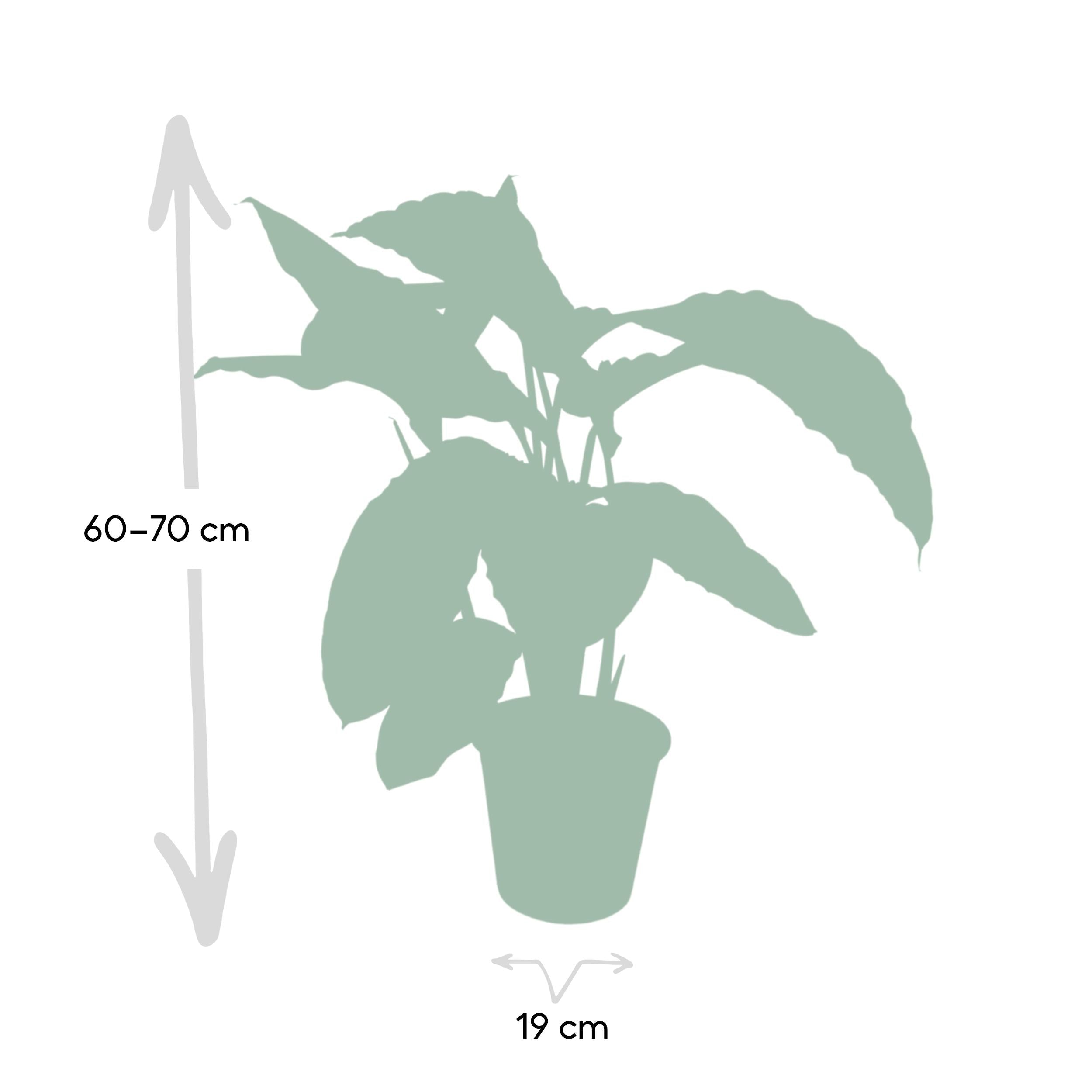 green-guardia-unsere-pflanzen-calathea-warscewiczii-50-70-cm-samtgr-n image 2